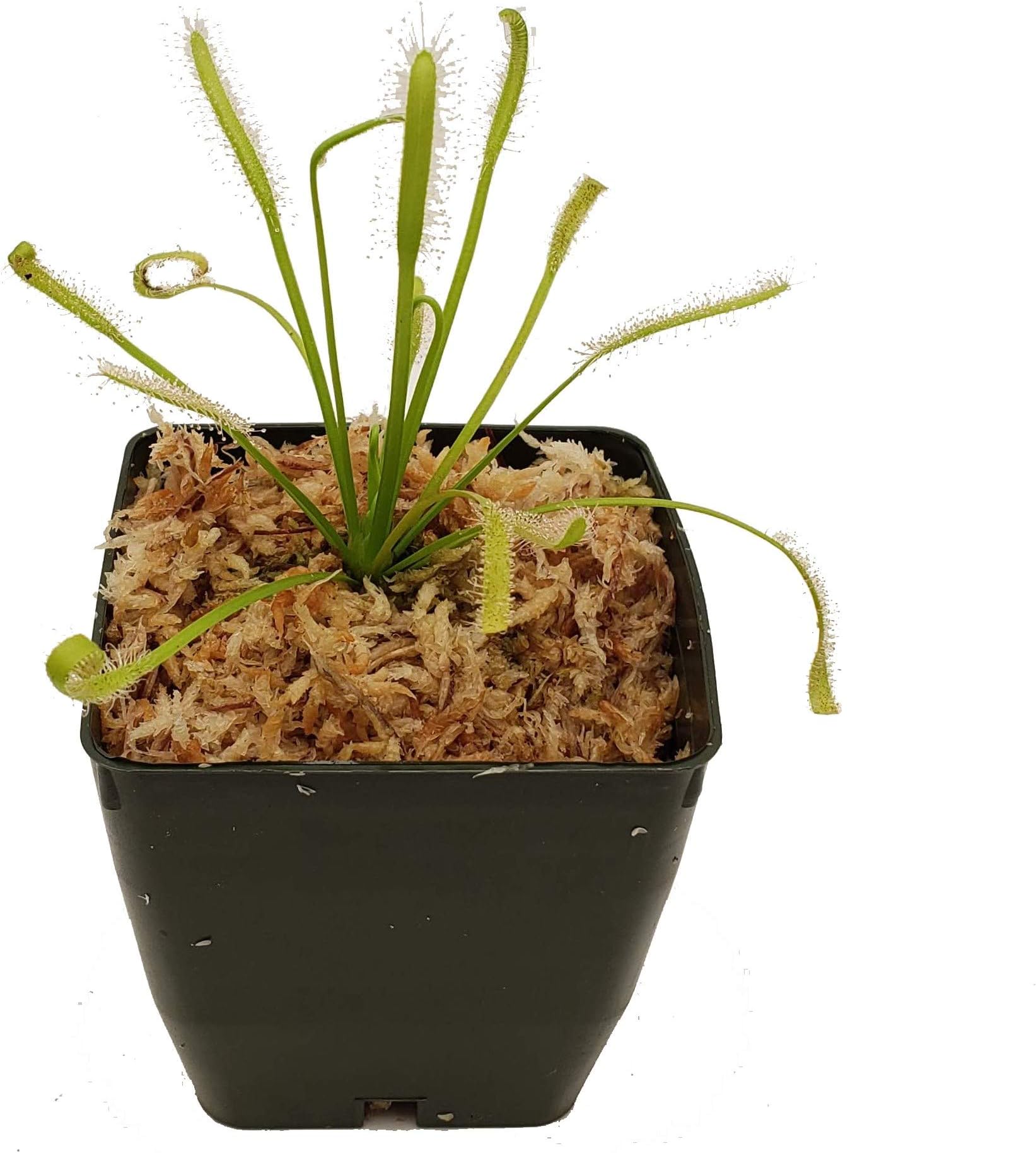 Pale Cape Sundew - Drosera capensis 'Albino' - Carnivorous Plant - Live Arrival Guarantee - 3" Pot & Soil Included - Predatory Plants
