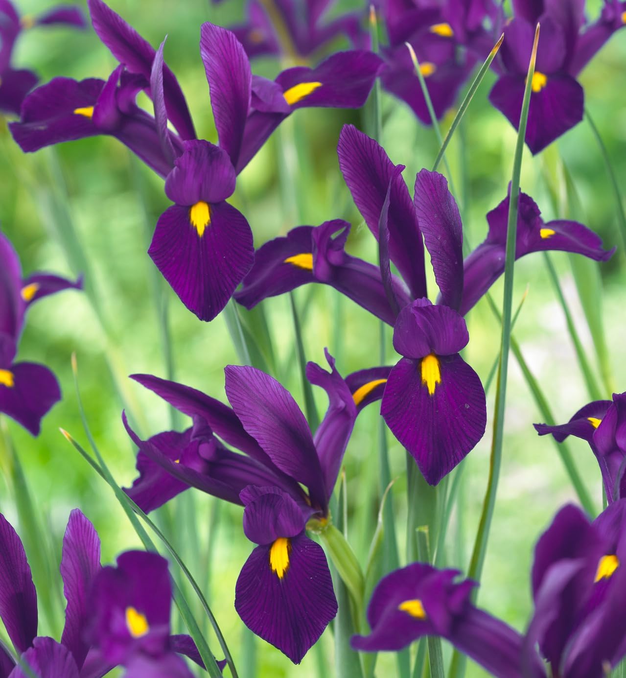 Dutch Iris Purple Sensation Bulbs - Stunning Purple & Yellow Blooms for Spring Gardens | Easy to Grow, Perfect for Cutting Gardens, Hardy Perennial Flowers Bulbs (25 Pack)