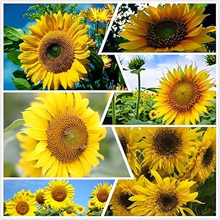 Sunflower Seeds for Planting - 100 Bulk Sunflower Seeds to Plant - Organic Heirloom Non-GMO Garden Yard Ornamental Plant Seeds Planting