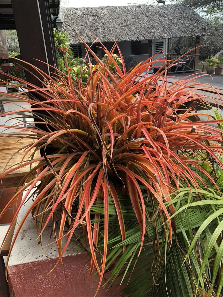 Premium Red Spider Plant Live Indoor Houseplant - Beautiful Crimson Variegated Ribbon Plant, Low Maintenance Desktop Potting Greenery, Clean Air Plant for Living Room and Bedroom, Pack of 1-image-22