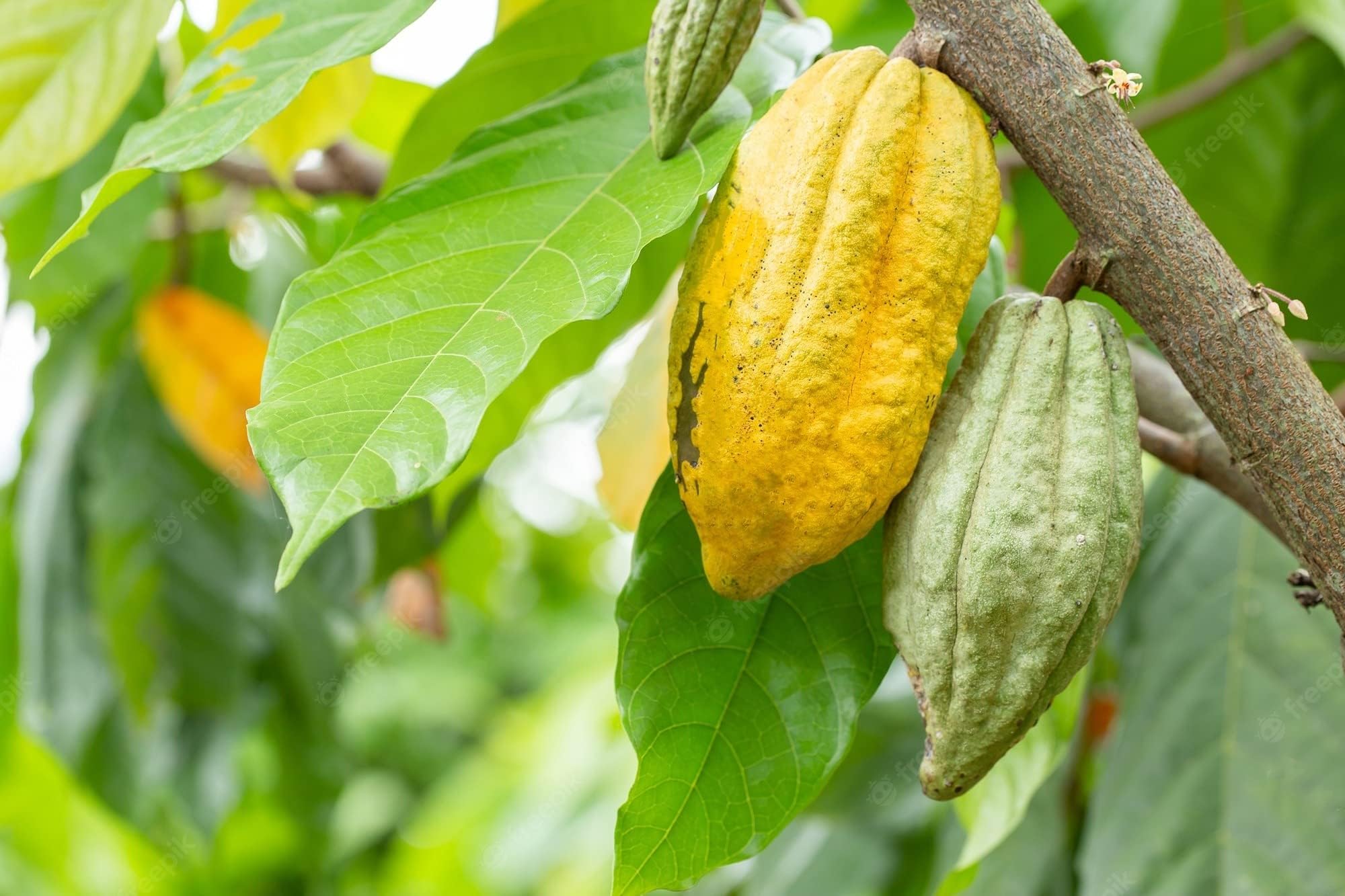Cocoa Chocolate Plant Theobroma cacao 1 Live Seedling Plant