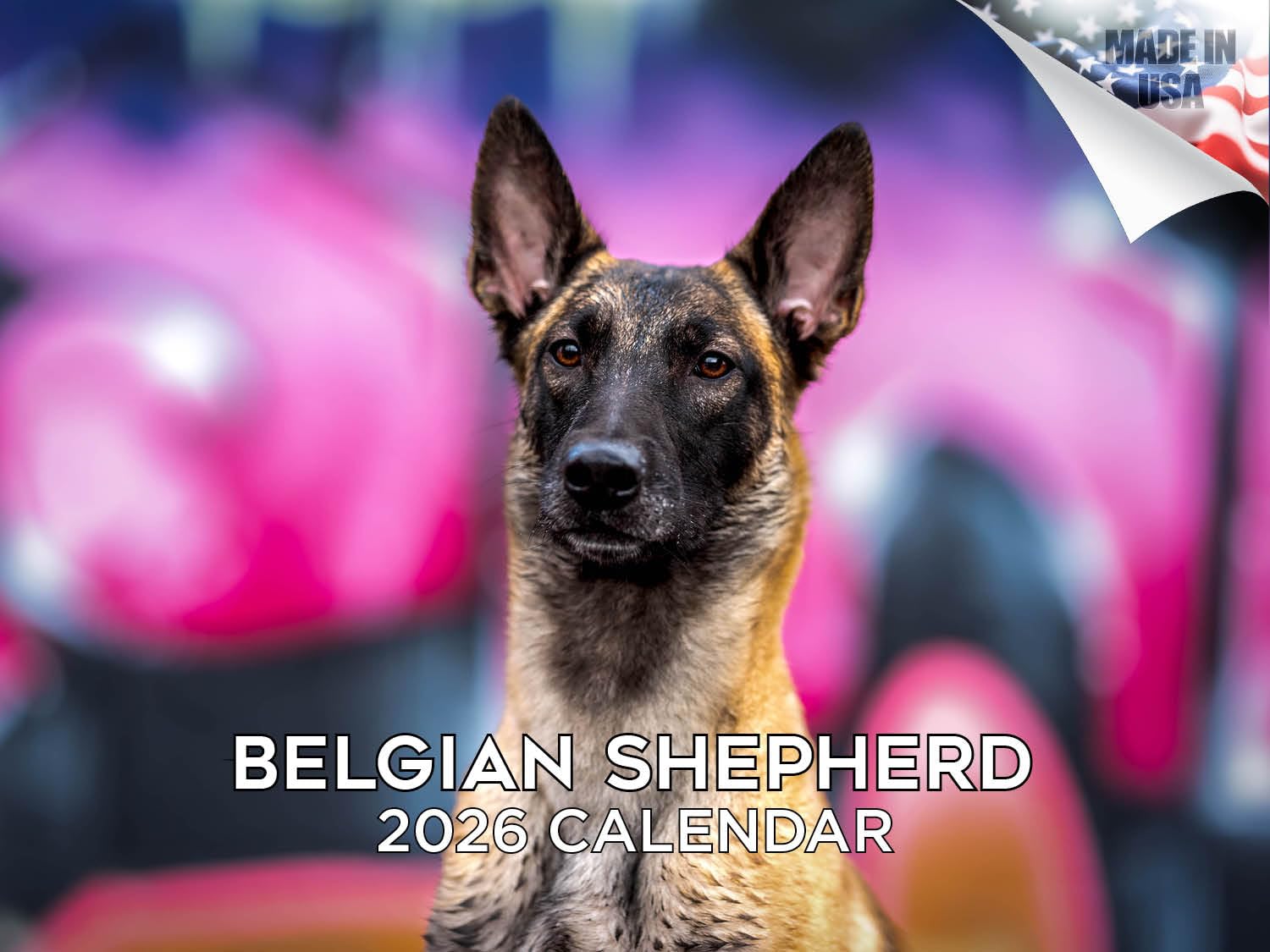 Kalendarz 2024 2025 owczarek belgijski - miesięczny kalendarz ścienny rasy psów - 30 x 45 cm otwarty - gruby papier bez przebarwień - prezent - akademicki planer nauczyciela kalendarz organizowanie i