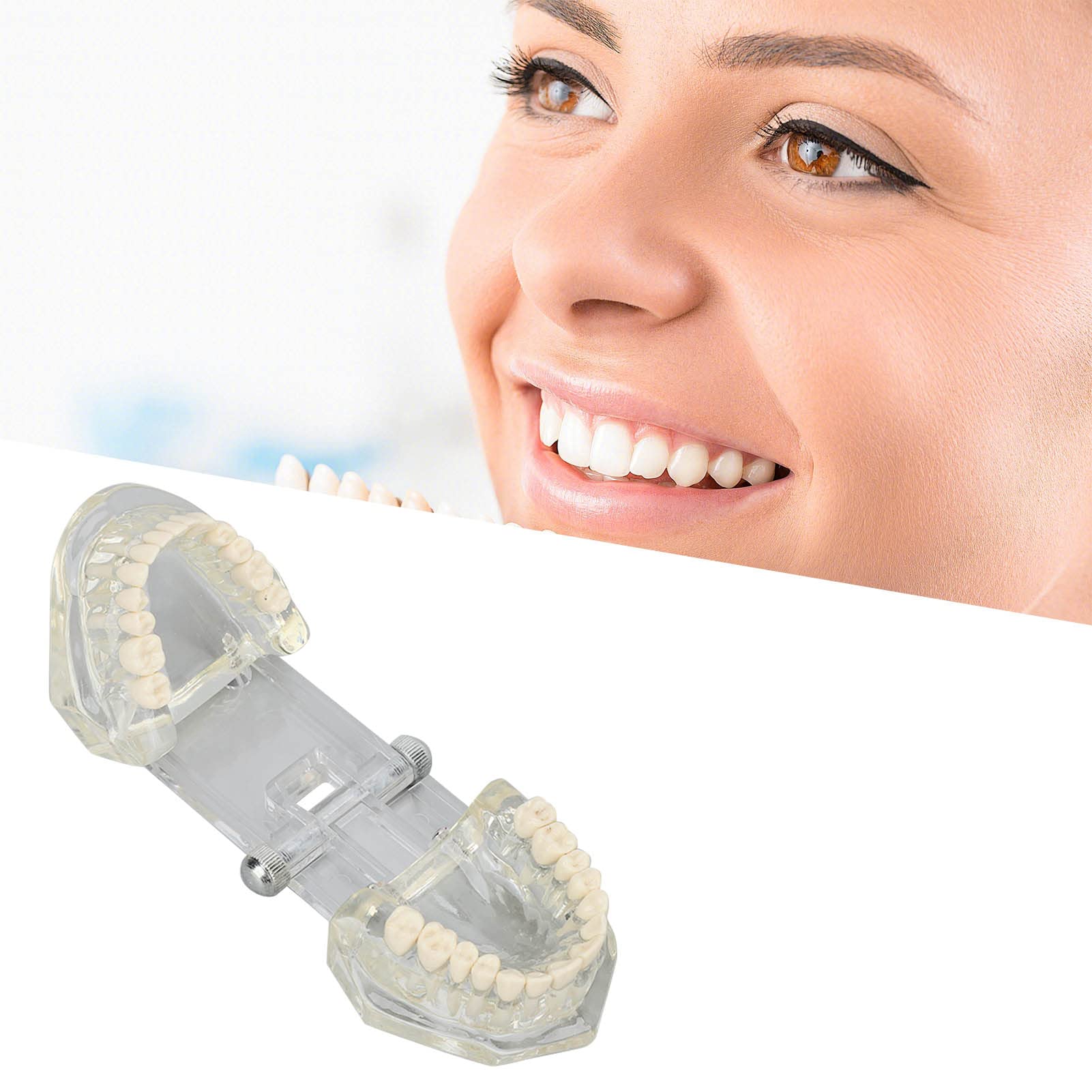 Tipodonto Oral Dental Modelo Educativo De Dientes De Estructura Clara Estándar Para Dentistas Profesores Estudiantes