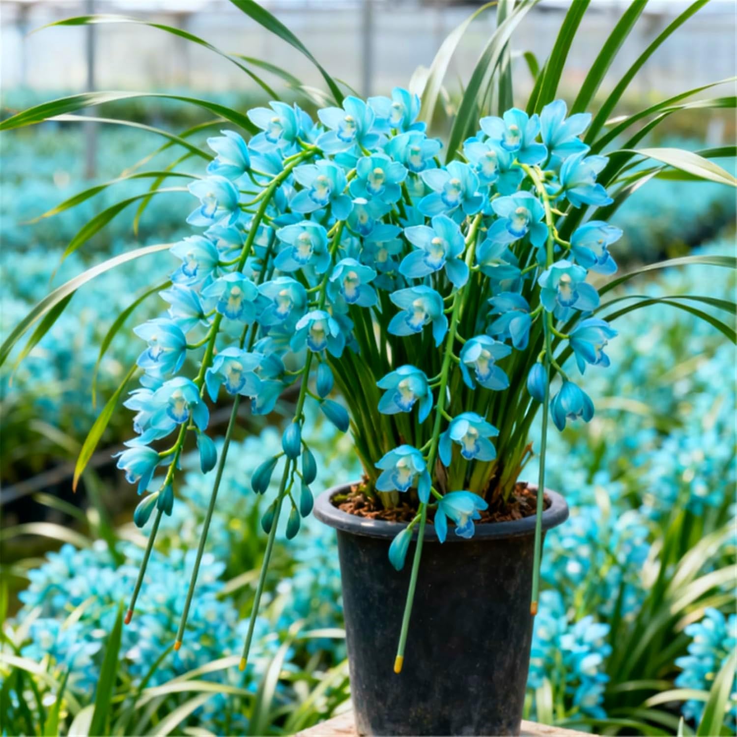 Senza tempo Cymbidium Orchid, Perenne - Giardini e Balconi, Adatta ai principianti-15bulbi-A