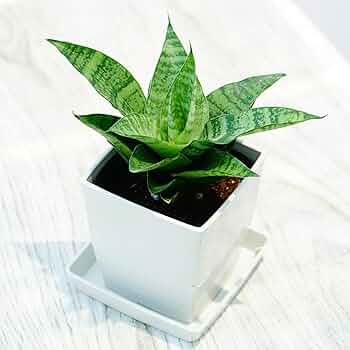 g17 サンスベリア パイフーメイ サンセビリア Sansevieria Bai Fu Mai サンセベリア バイ フー マイ ボンセ