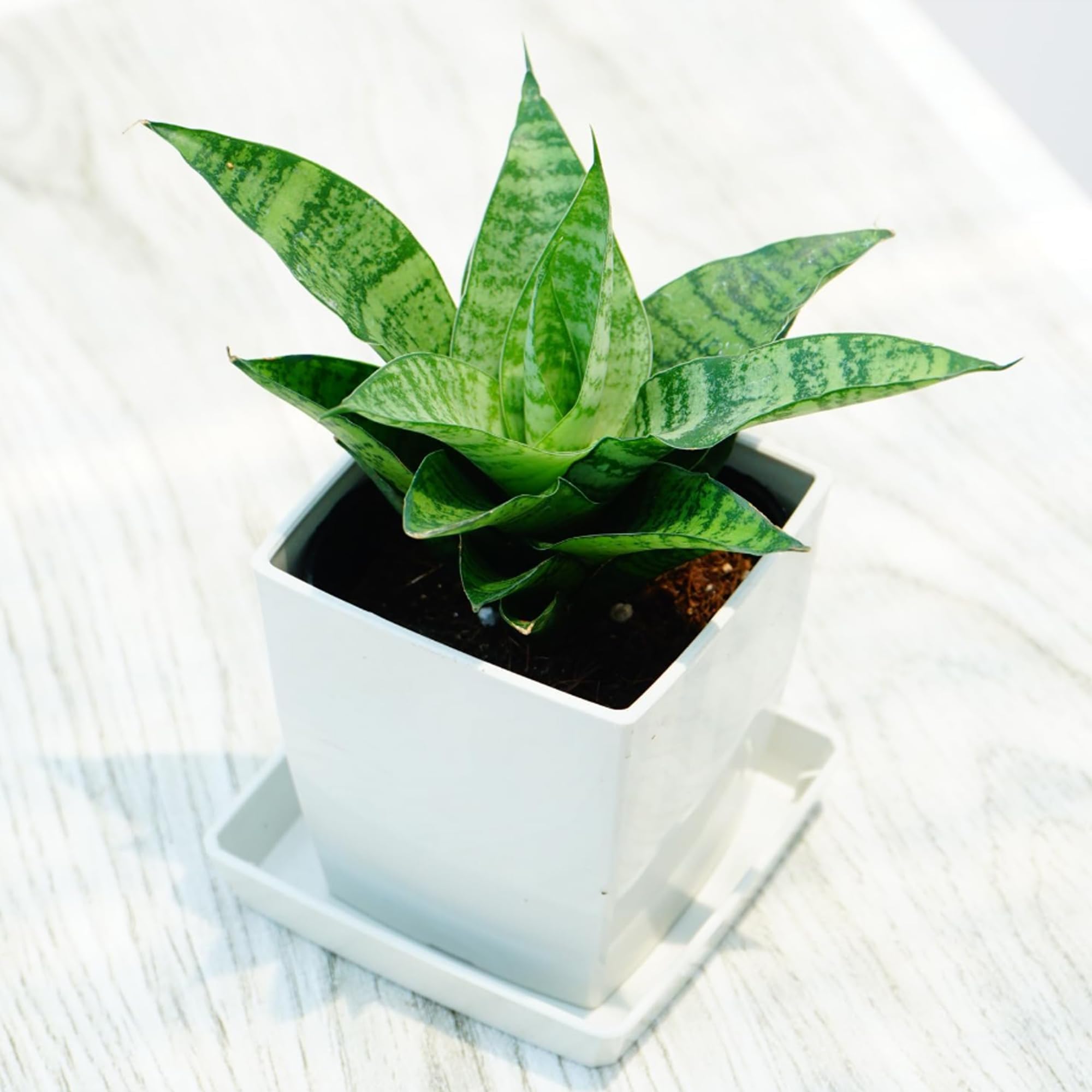 サンスベリア サンセベリア プチ Sansevieria cylindrica 'boncellensis Petit