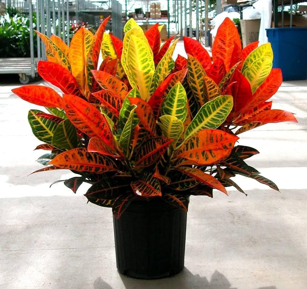Oxygen plant for home,Croton plants | Multicoloured | Live plants | Plants, Indoor & Outdoor Plants (Pack of 1)-image-30