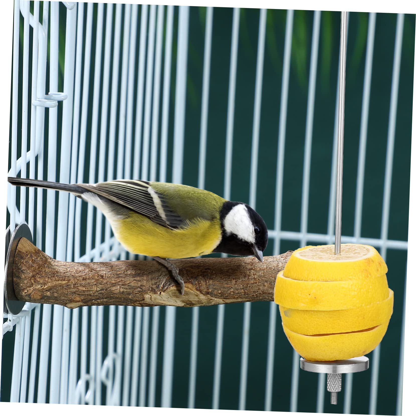 COLLBATH 4stücke Vogelspieße Für Obst Und Futterhalter Für Wellensittiche Papageien Und Kleintiere Für Gesunde Snacks Im Käfig