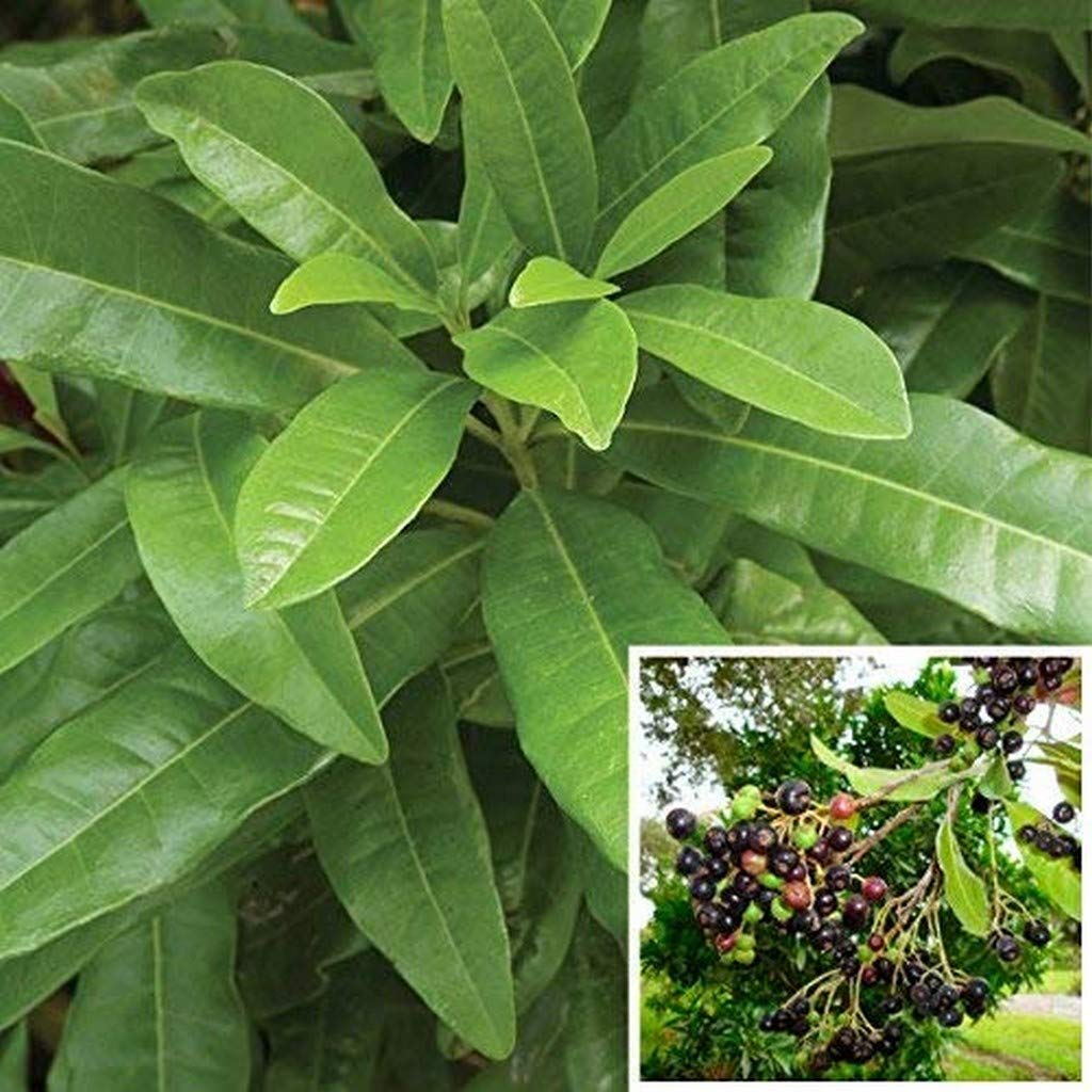 Creative Farmer Live Allspice Plant -Wondaring Plant Combined The Flavour Of Cinnamon, Nutmeg And Cloves Plant (PLANT-3-ALLSPICE#A9ll@) (B08Q8L81F3) Amazon Price History, Amazon Price Tracker