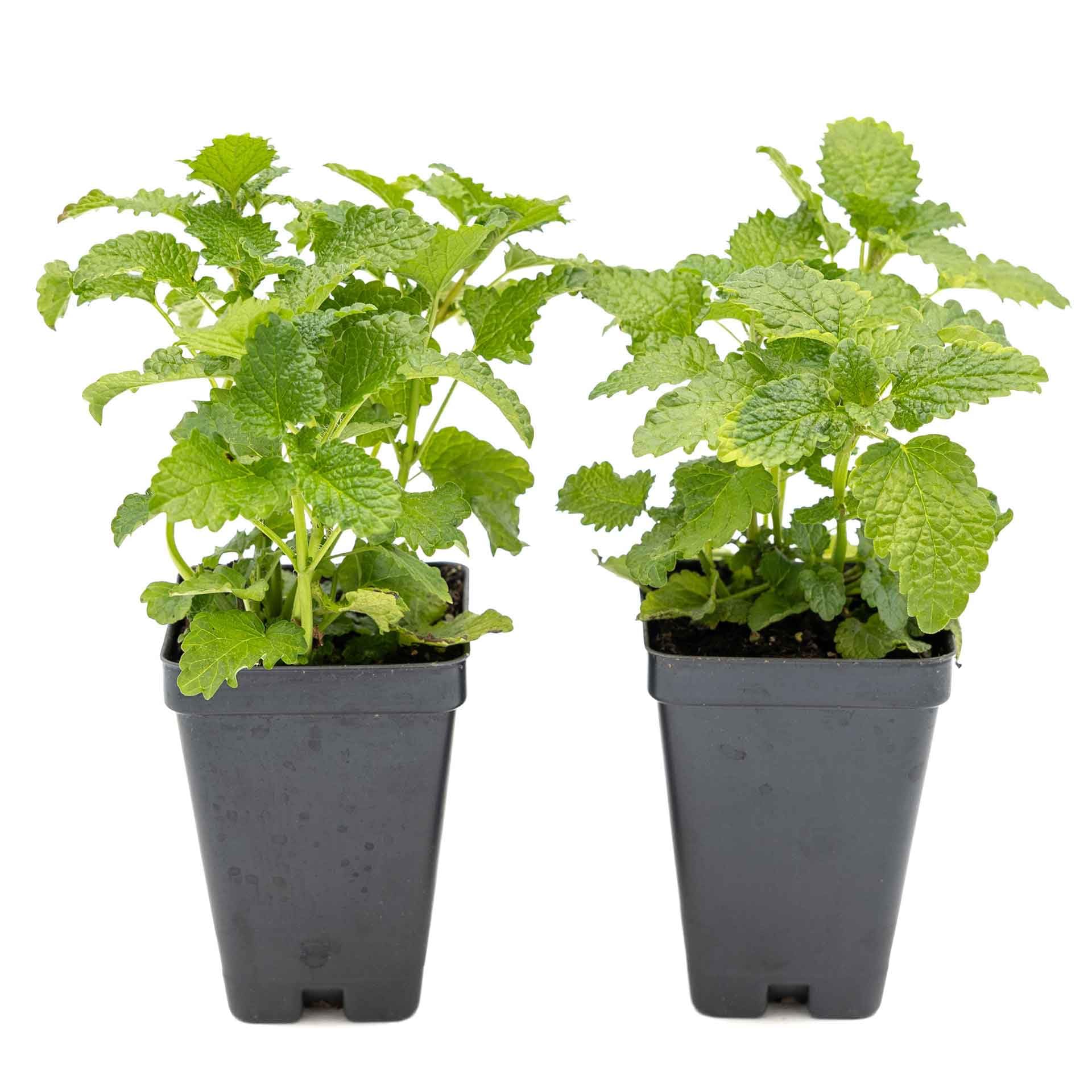 CitronellaKing Lemon Balm 2-Pack