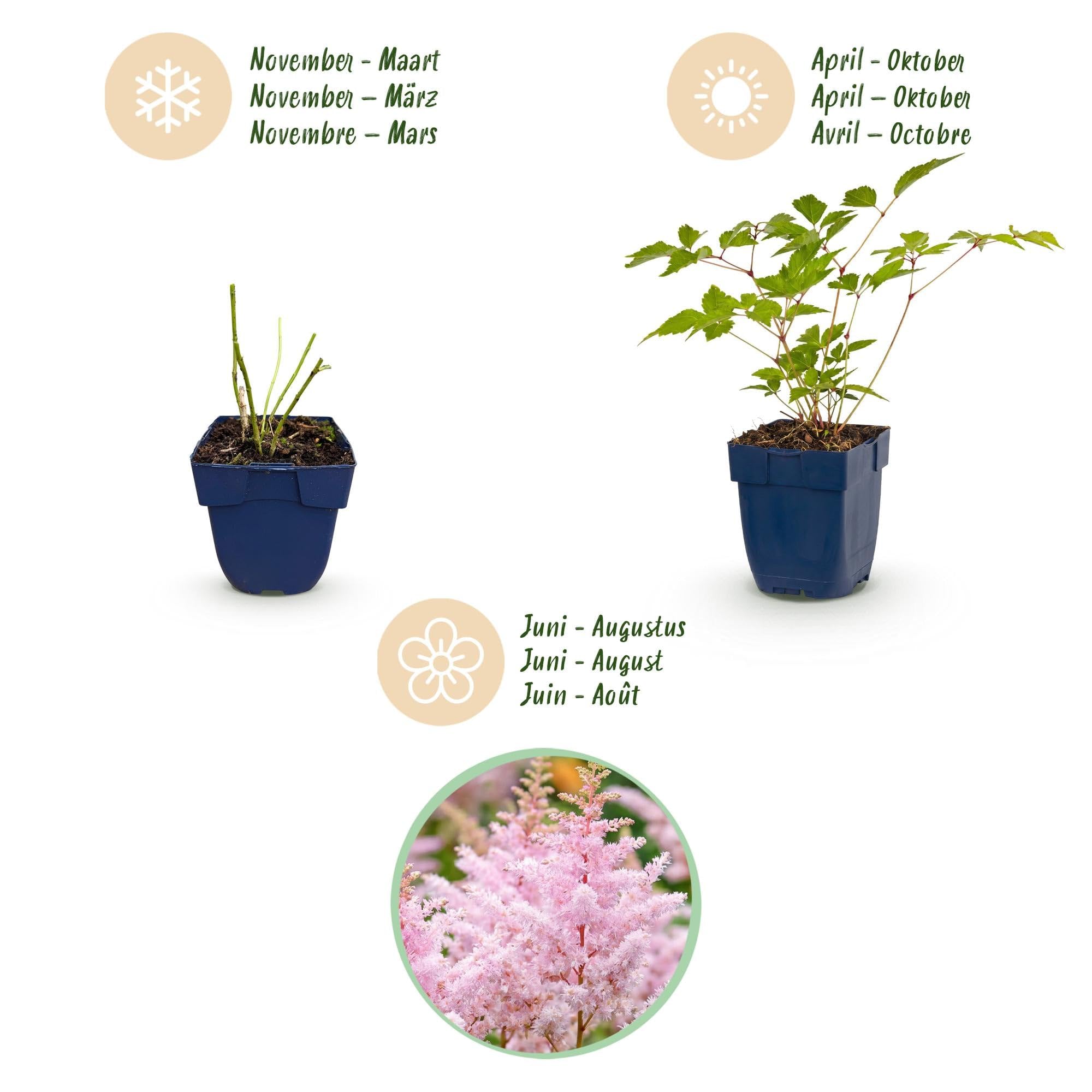 Green boutiQ - Stauden - Astilbe (J) Europa - Prachtspiere - Schatten - Rosa - 24 Pflanzen - Topf 11cm - Höhe 15-25cm