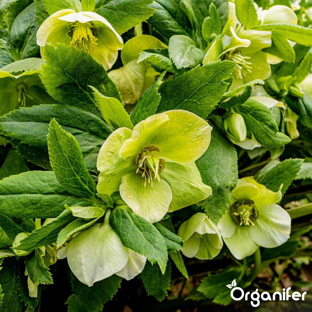 Fertilizante Líquido Para Rosa De Cuajada - 10L - NPK 3-4-3 | Hojas Sanas Y Floración Abundante - Organifer
