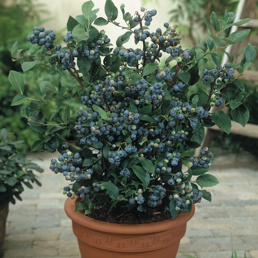 M-Tech Gardens Rare European Bush Blueberry" Early Fruiting Spartan" Exotic Blueberry Seeds (50 Seeds for Growing) (B07LDNRGPJ) Amazon Price History, Amazon Price Tracker