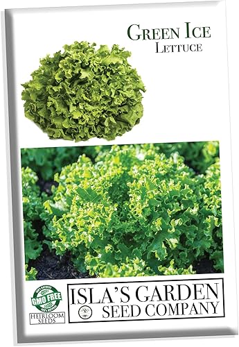 Miniatura 1 de Semillas de lechuga verde de hoja de hielo para plantar, más de 1000 semillas de reliquia por paquete, semillas de jardín de Isla (semillas de