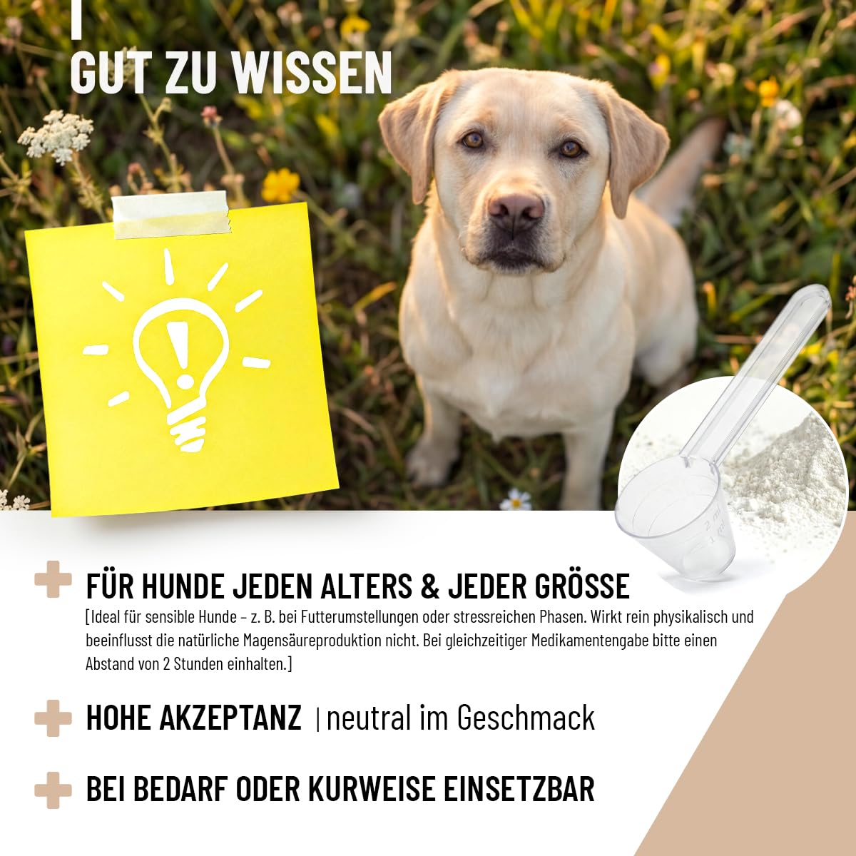 ReaVET MagenMild Poudre pour Chiens 500g - rééducation intestinale Chien Accumulation Flore intestinale, en Cas de diarrhée Chien, Gastro-intestinal Chien, Protection estomac Chien