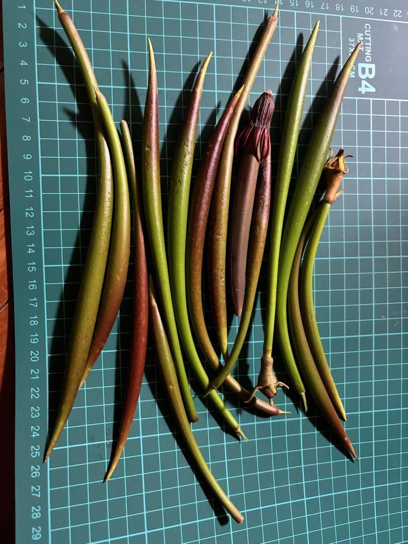 90本　メヒルギ　発芽苗　マングローブ 90本 メヒルギ 発芽苗 マングローブ