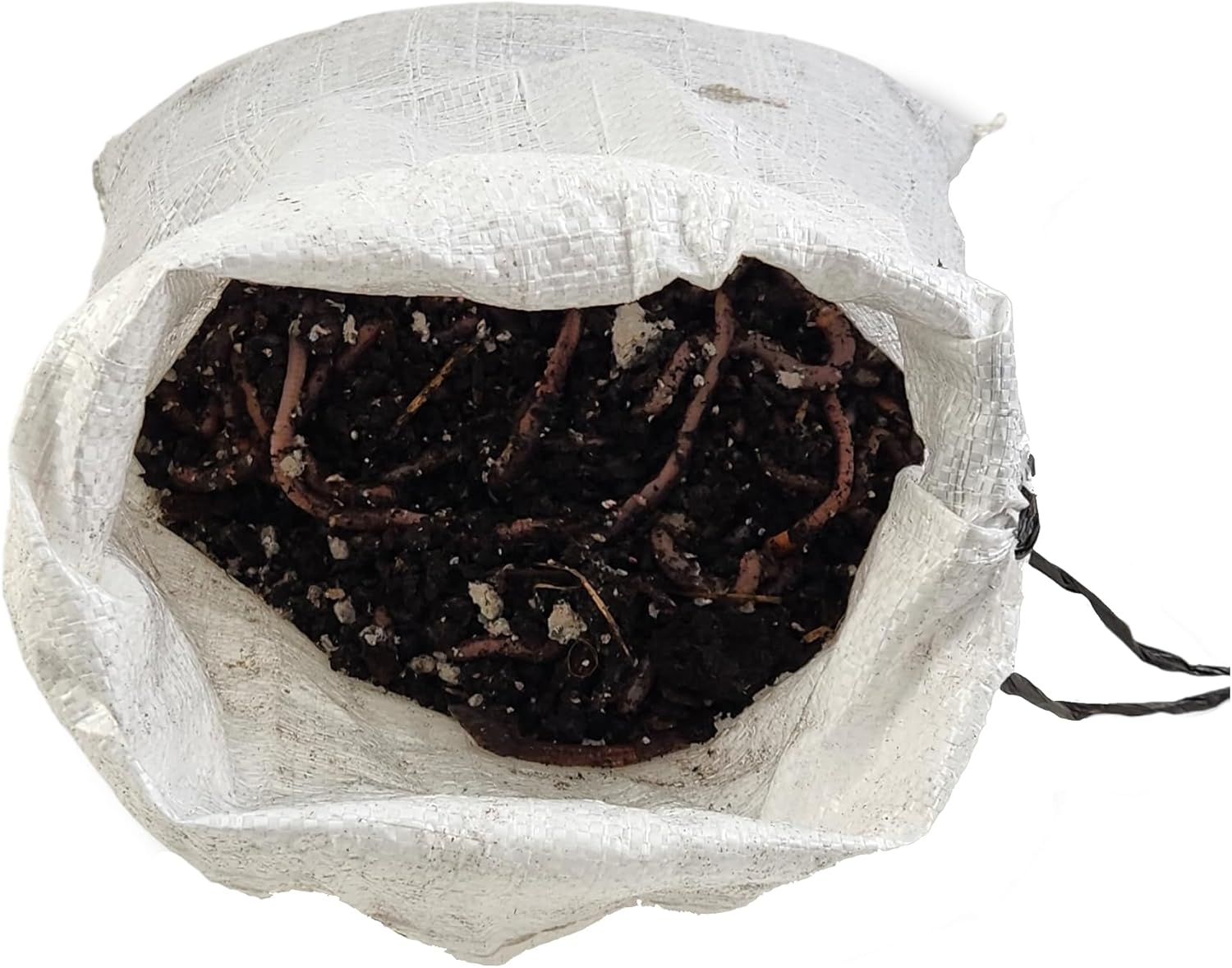 Josh's Frogs Nightcrawlers/Earthworms - 'Lumbricus terrestris' (160 oz)