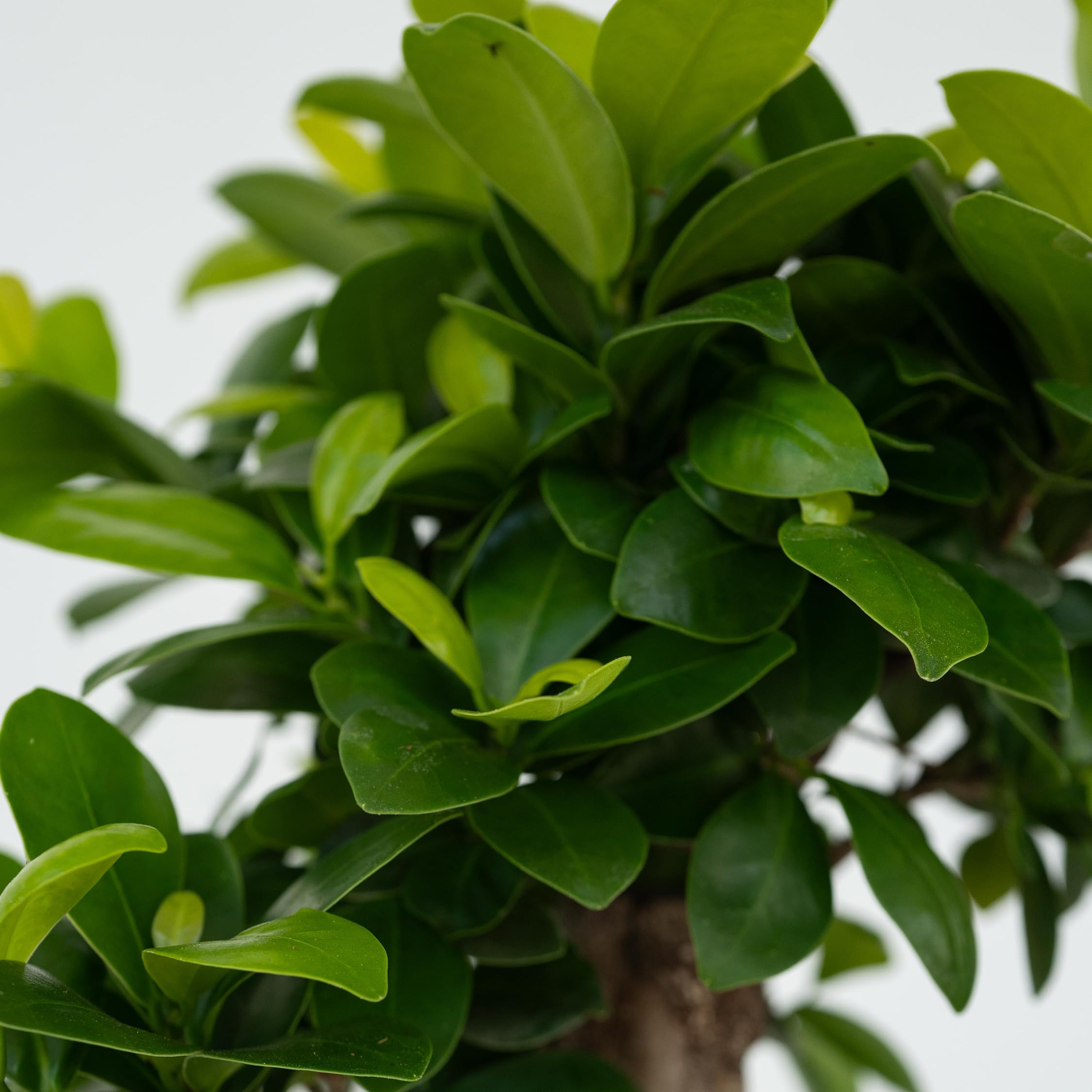 Plant in a Box - Ficus Ginseng S-Shape - Bonsai - Japański Bonsai - Doniczka 20cm - Wysokość 55-65cm