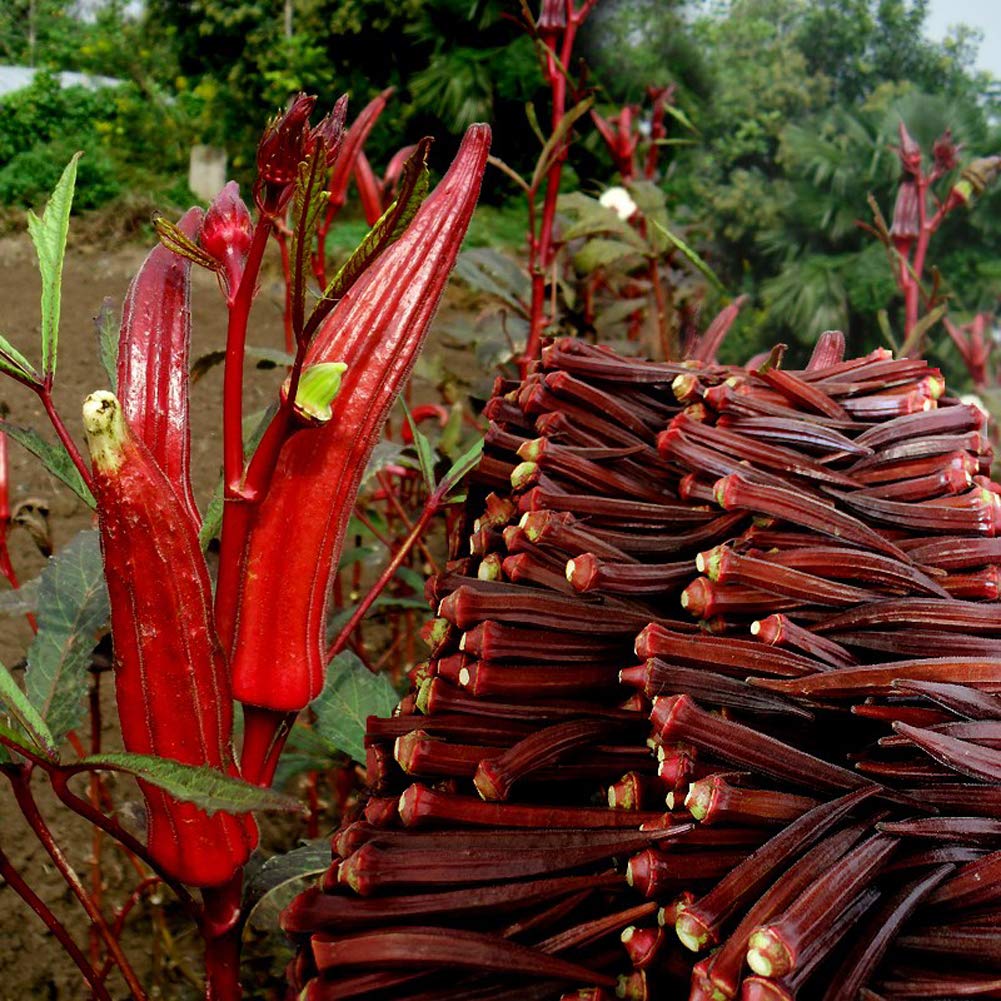 See full amazon price history chart for VibeX Fresh Sweet Most Popular Red Okra Seeds-200 Seeds VibeX Fresh Sweet Most Popular Red Okra Seeds-200 Seeds (B0BBGR4QMR) Amazon Price History, Amazon Price Tracker