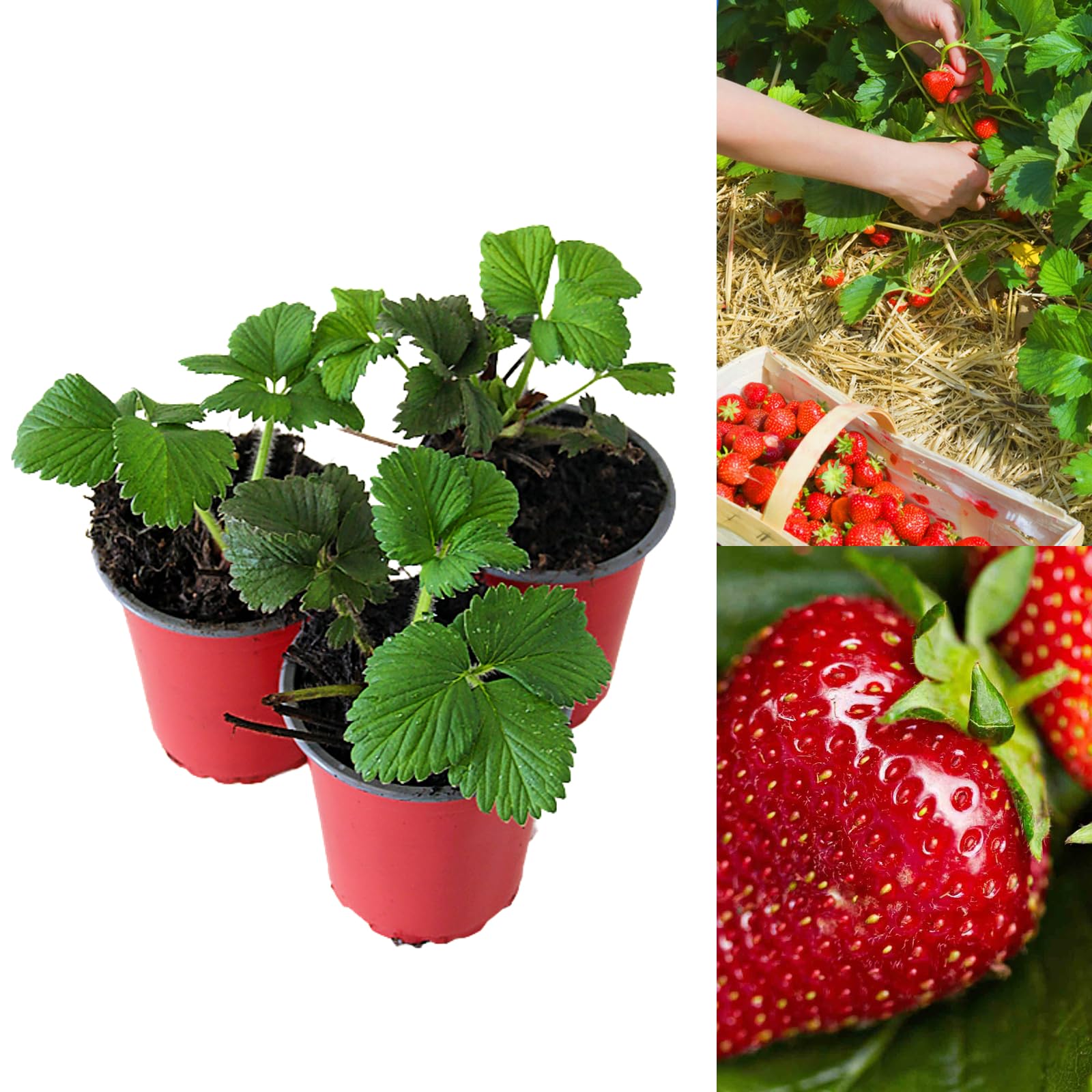 Carbeth Plants - Strawberry Red Gauntlet Fruit Plants in 9cm Pots