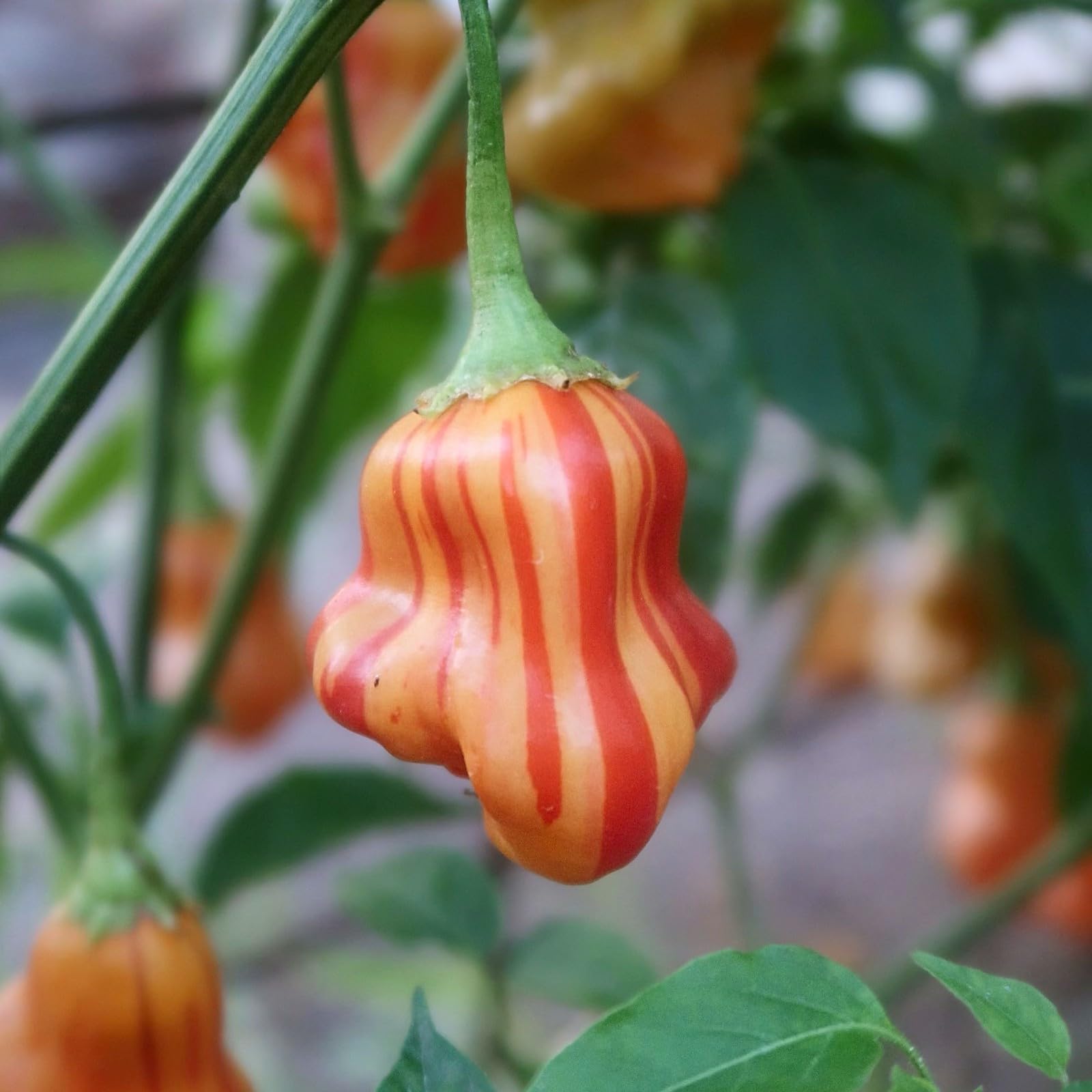 PREMIER SEEDS DIRECT - HOT Chilli Pepper - Zebrange (80)