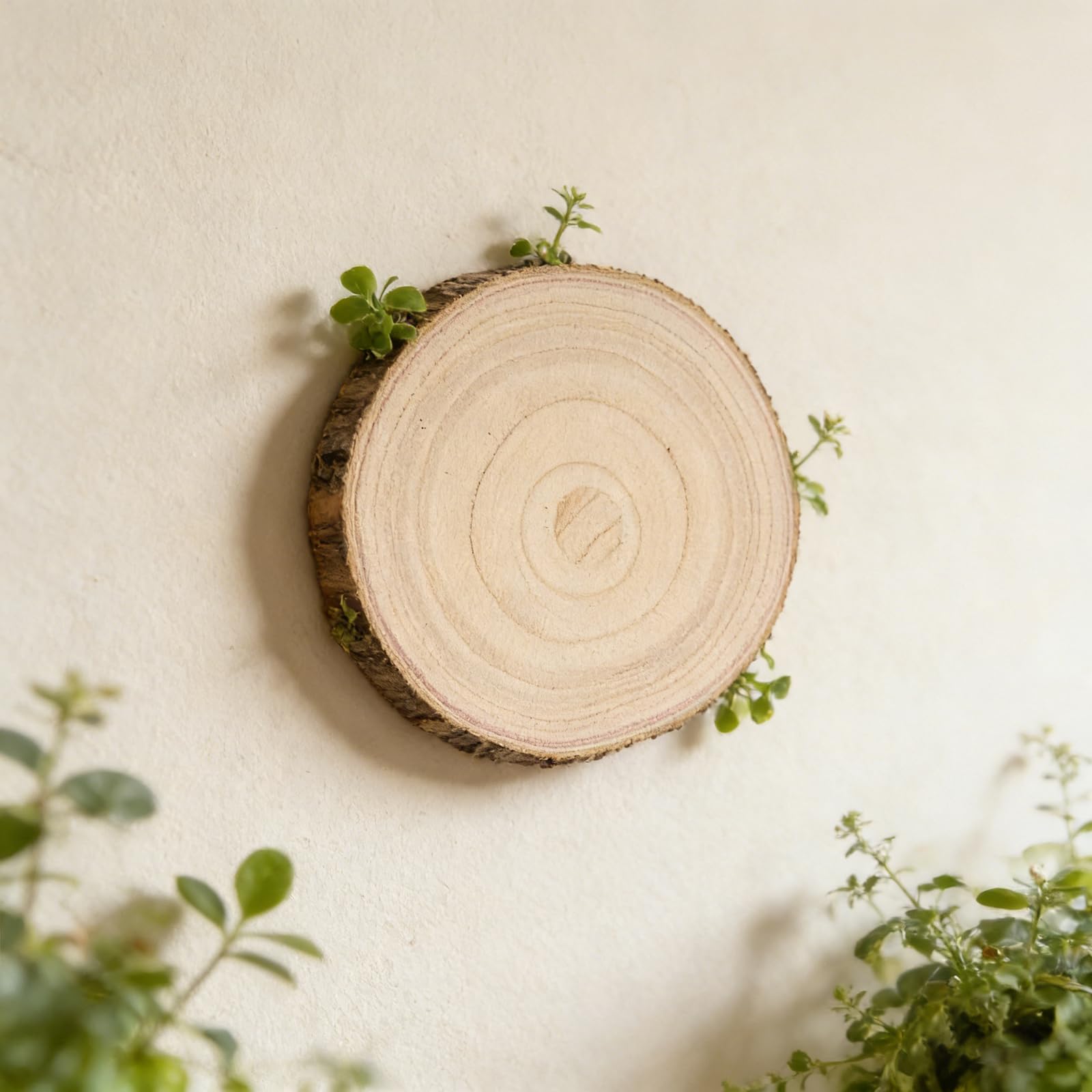 4 fette di legno naturale di paulonia, 26-30 cm, grandi dischi di legno non finiti rotondi per artigianato, fai da te, decorazioni natalizie (spessore 2 cm)