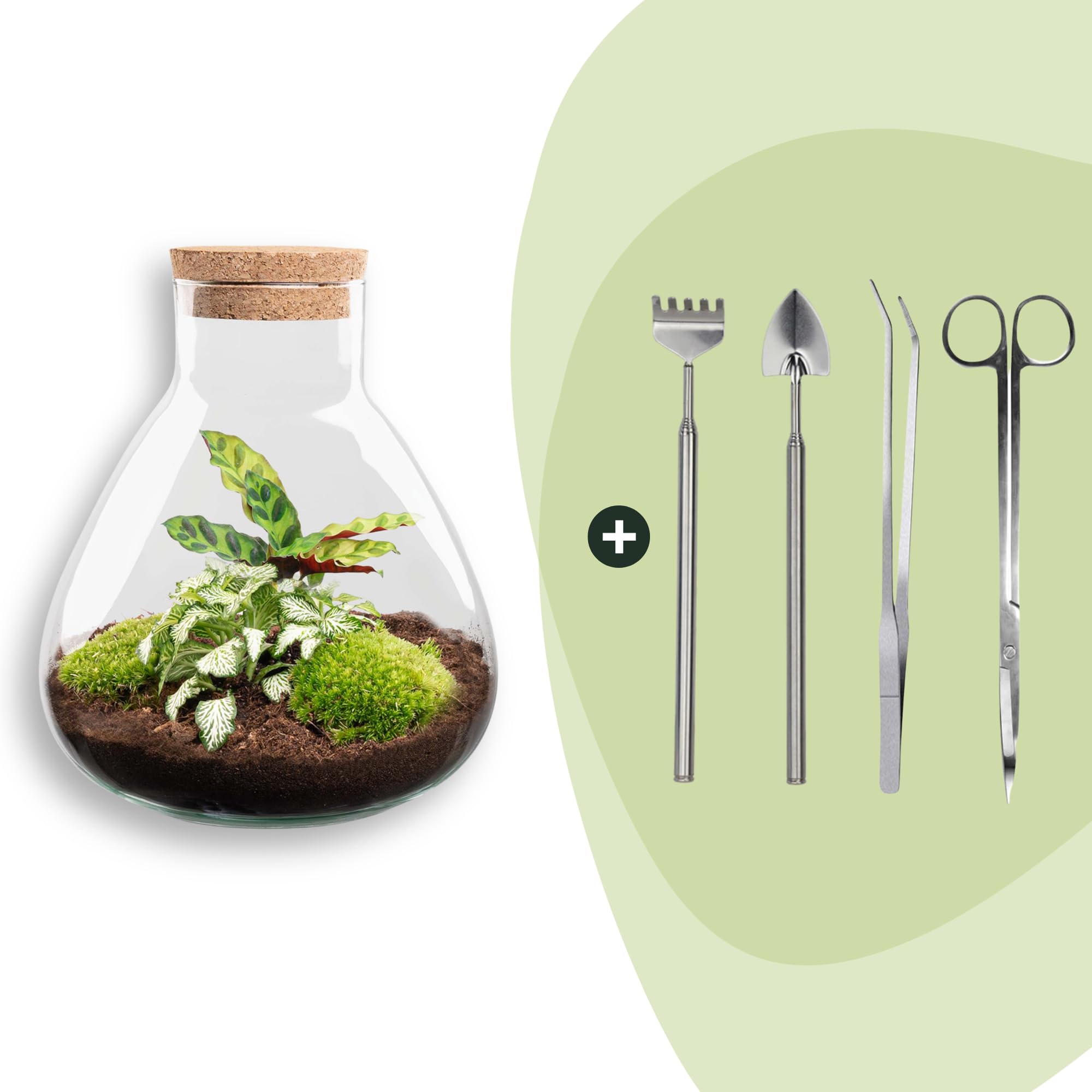 Terrario de plantas Sammie en tarro de cristal con tapa de corcho, mini selva en tarro de cristal, diámetro de 22,5 x 27 cm, incluye calathea y musgo, ecosistema autosuficiente con instrucciones