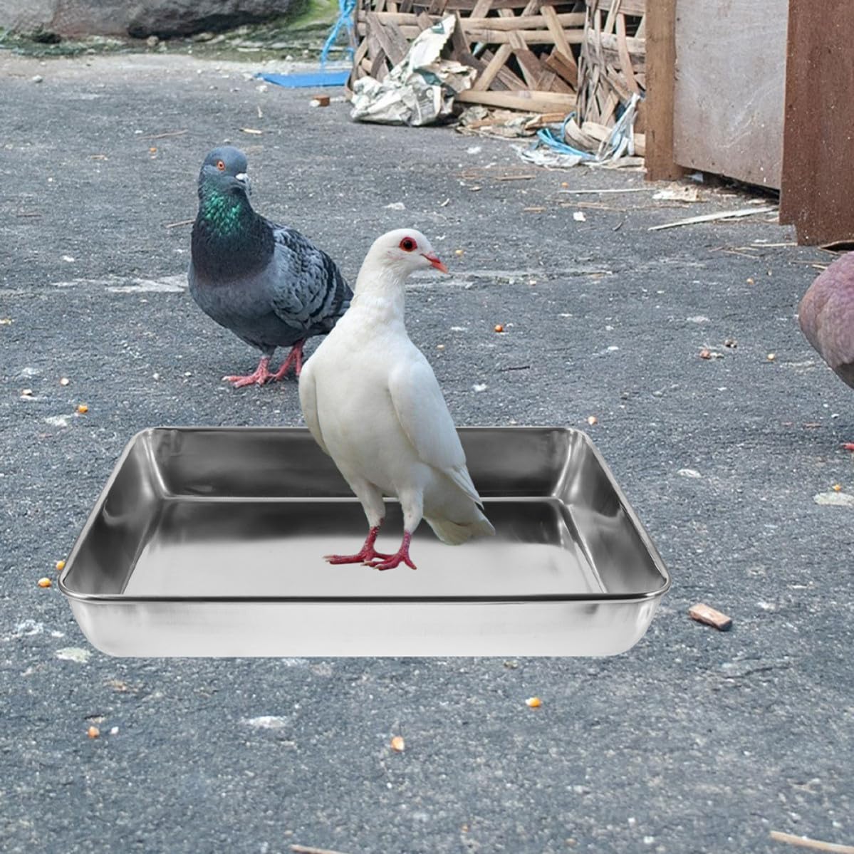 Vasca da Bagno in Acciaio Inox per Piccioni e Pappagalli, Design Profondo Anti-Spruzzo, Dimensioni 35X30 CM, Accessorio per Gabbie di Uccelli Domestici