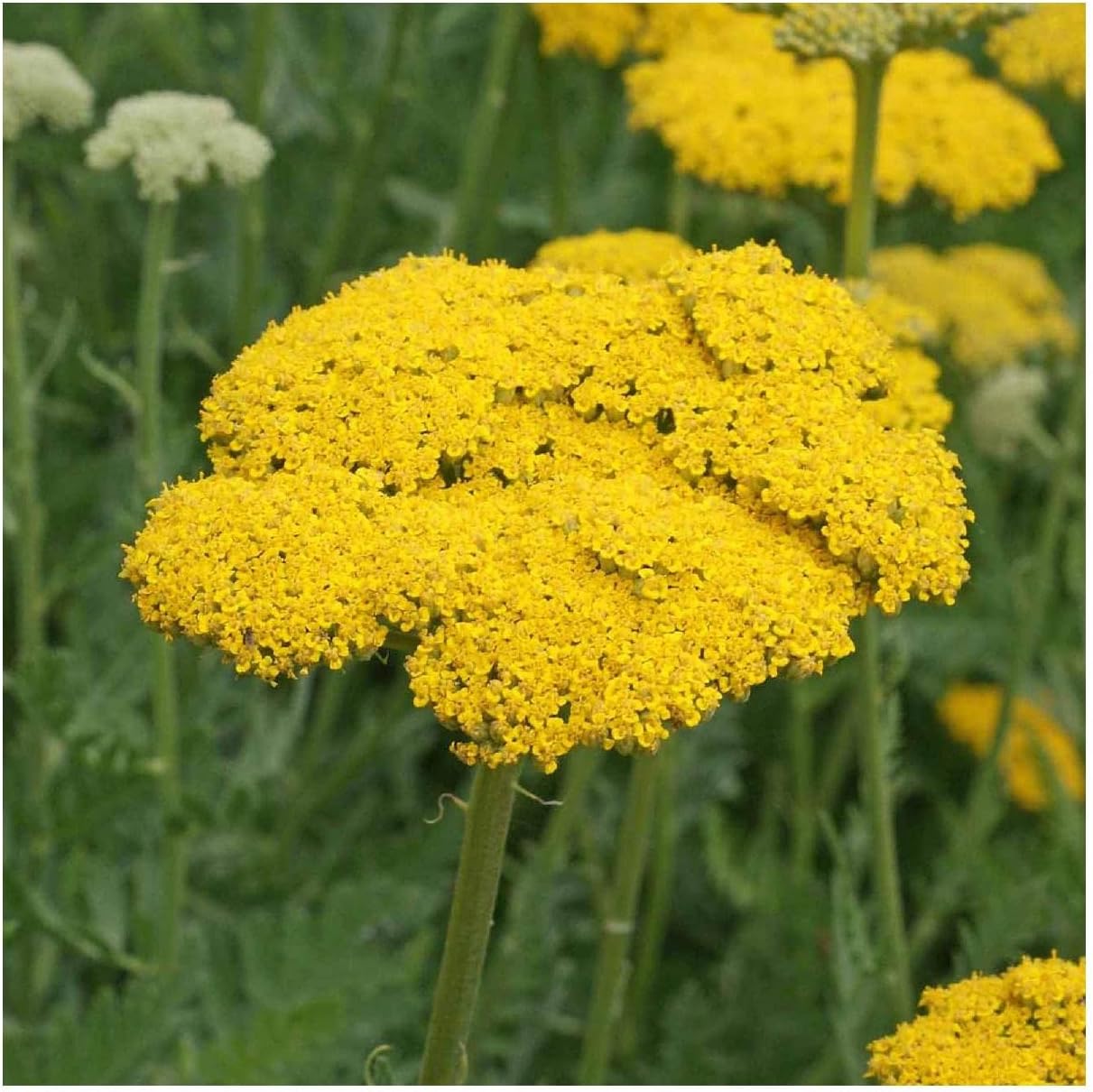 Everwilde Farms - 1/4 Lb Gold Yarrow Wildflower Seeds - Gold Vault