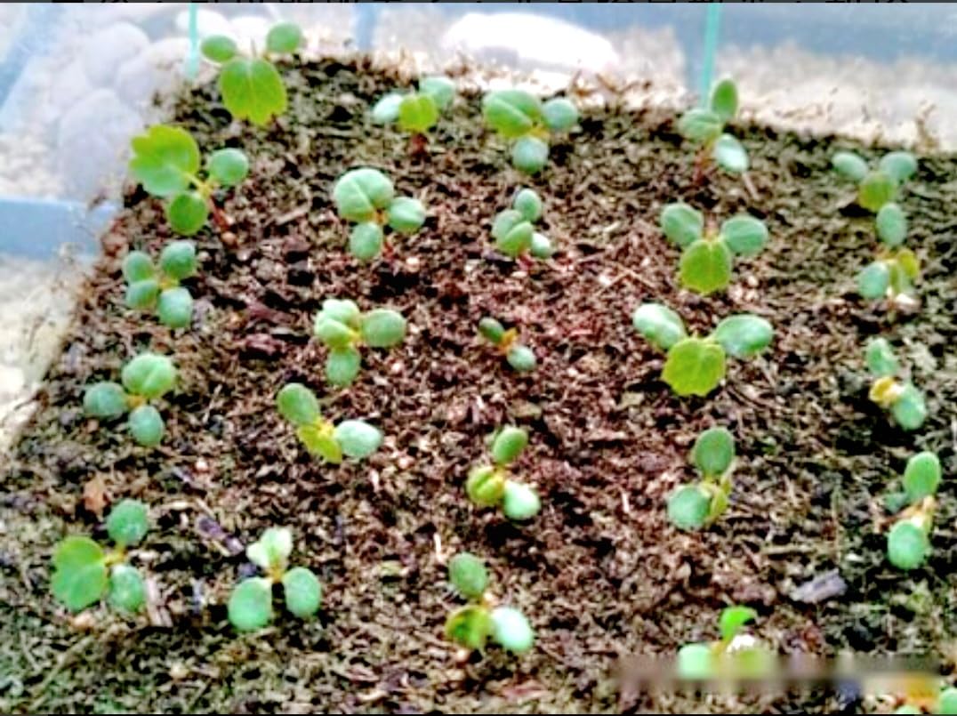 Amazon.com : 250 Seeds Strawberry Seeds, Non GMO for Hydroponics,  Aquaponics, Raised Bed, Indoor, Outdoors, in Pots : Patio, Lawn & Garden
