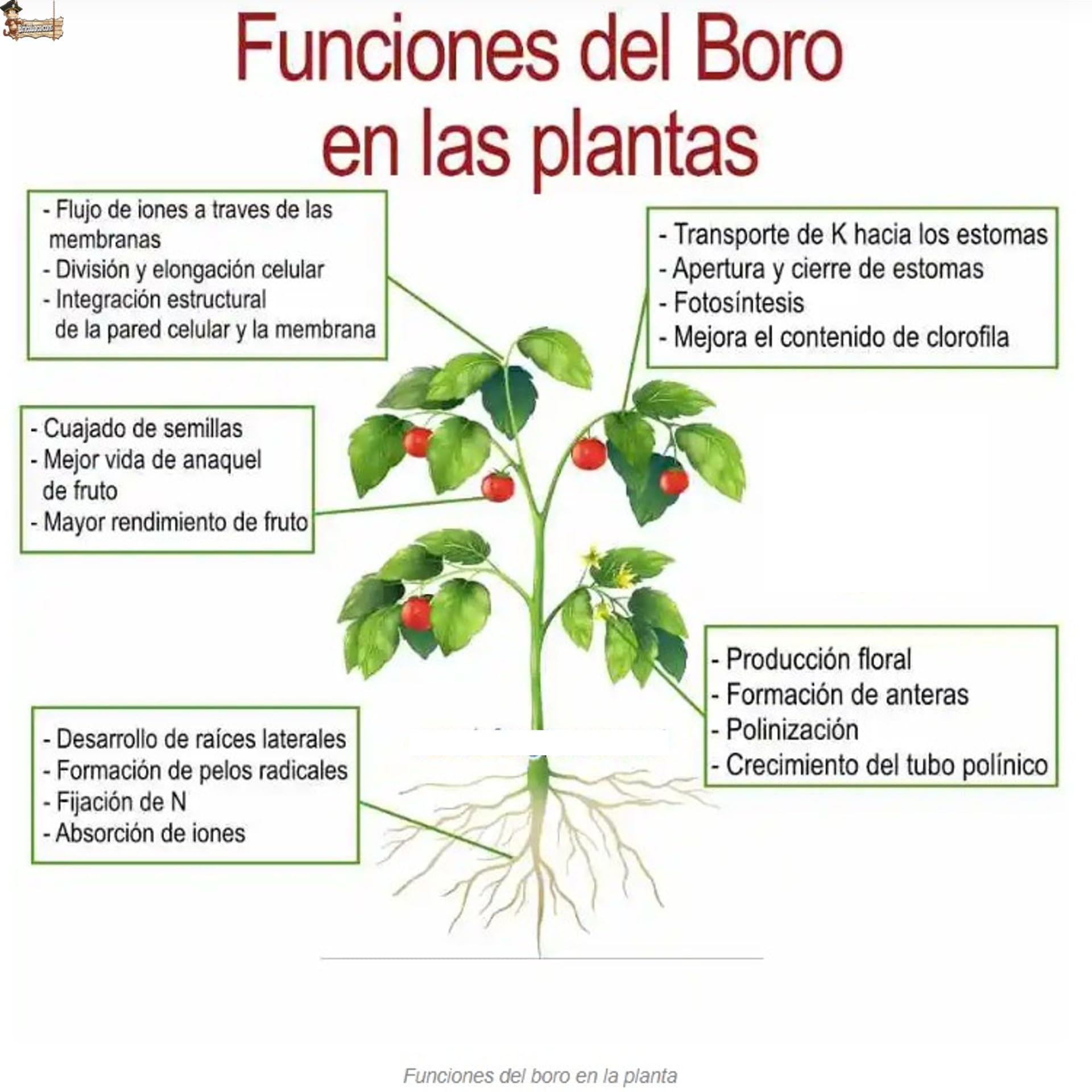 BricoLoco.com Corrector de carencias de boro ¡PACK 10 LTS. (2x5lts.)! Plantas y árboles, en jardín, agricultura, plantaciones de árboles. Microelemento que mejora la floración y el fruto (5 lts., 2)