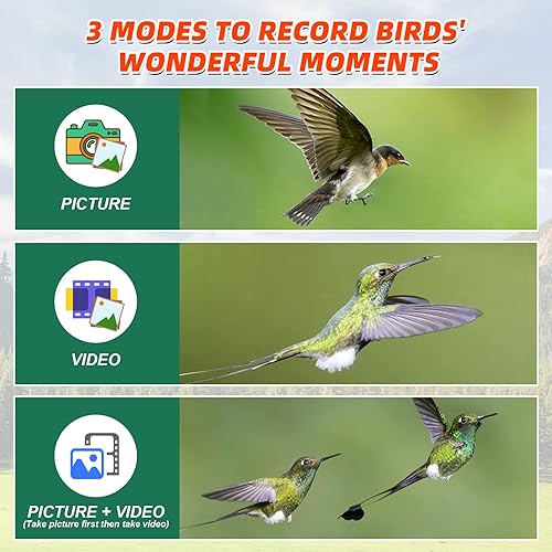 Miniatura 5 de Cámara inteligente de alimentador de pájaros, cámara de observación de colibríes con detección de movimiento y captura automática de pájaros, gran