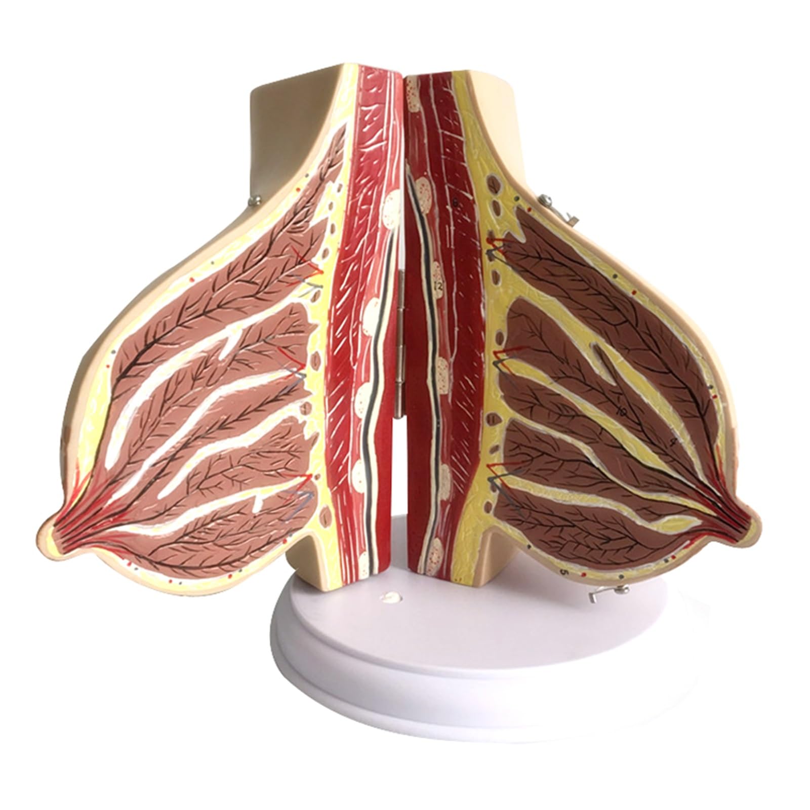 Herramienta de suministros y equipos aprendizaje anatomía lactancia anatómica femenina