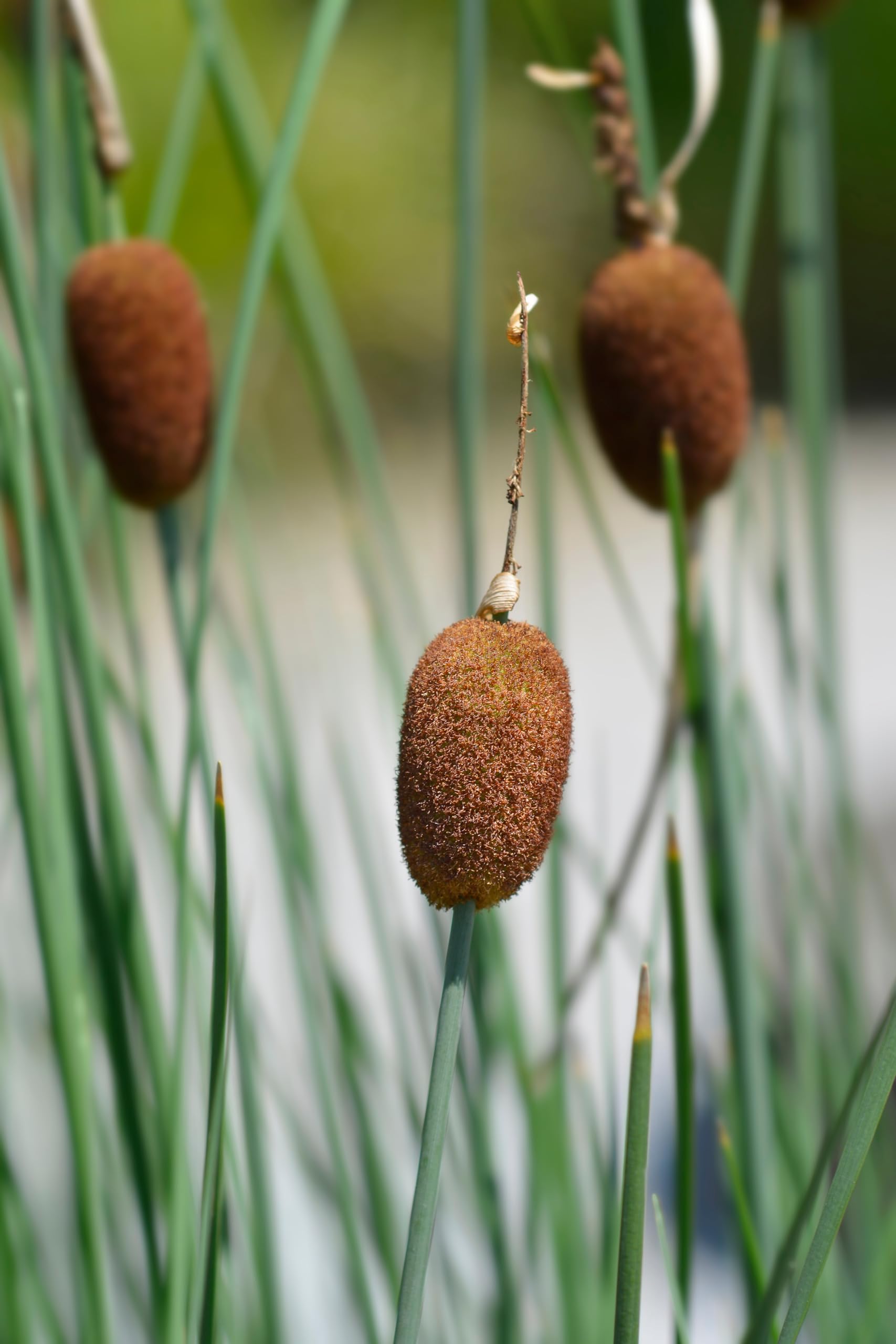 Lincolnshire Pond Plants Ltd - Typha Minima (Miniature Bulrush) - Marginal Pond Plants - MP122-3 / 1Ltr