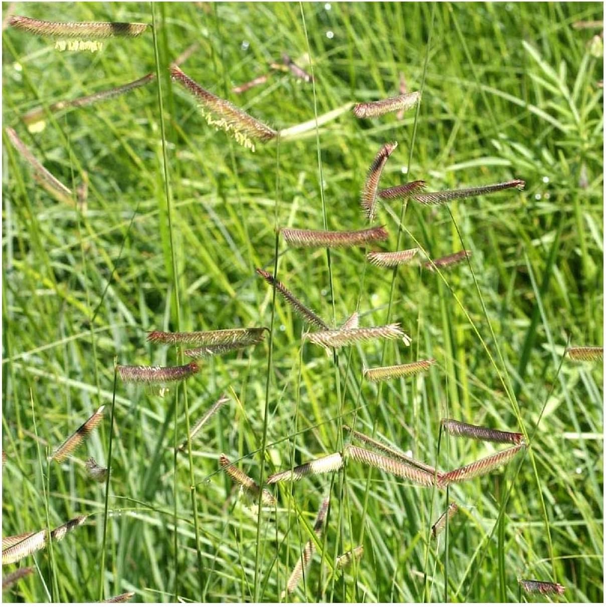 Everwilde Farms - 1 Lb Blue Grama Native Grass Seeds - Gold Vault