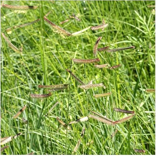 Miniatura 3 de everwilde explotacionesAzul grama Native semillas de pastoOro Vault