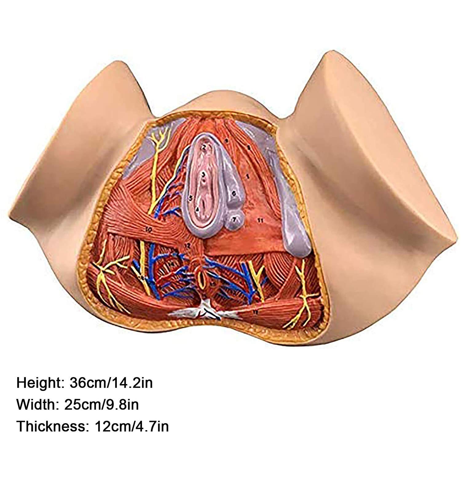 Amazon.co.jp: 女性会陰モデル会陰解剖モデル婦人科解剖モデル女性解剖