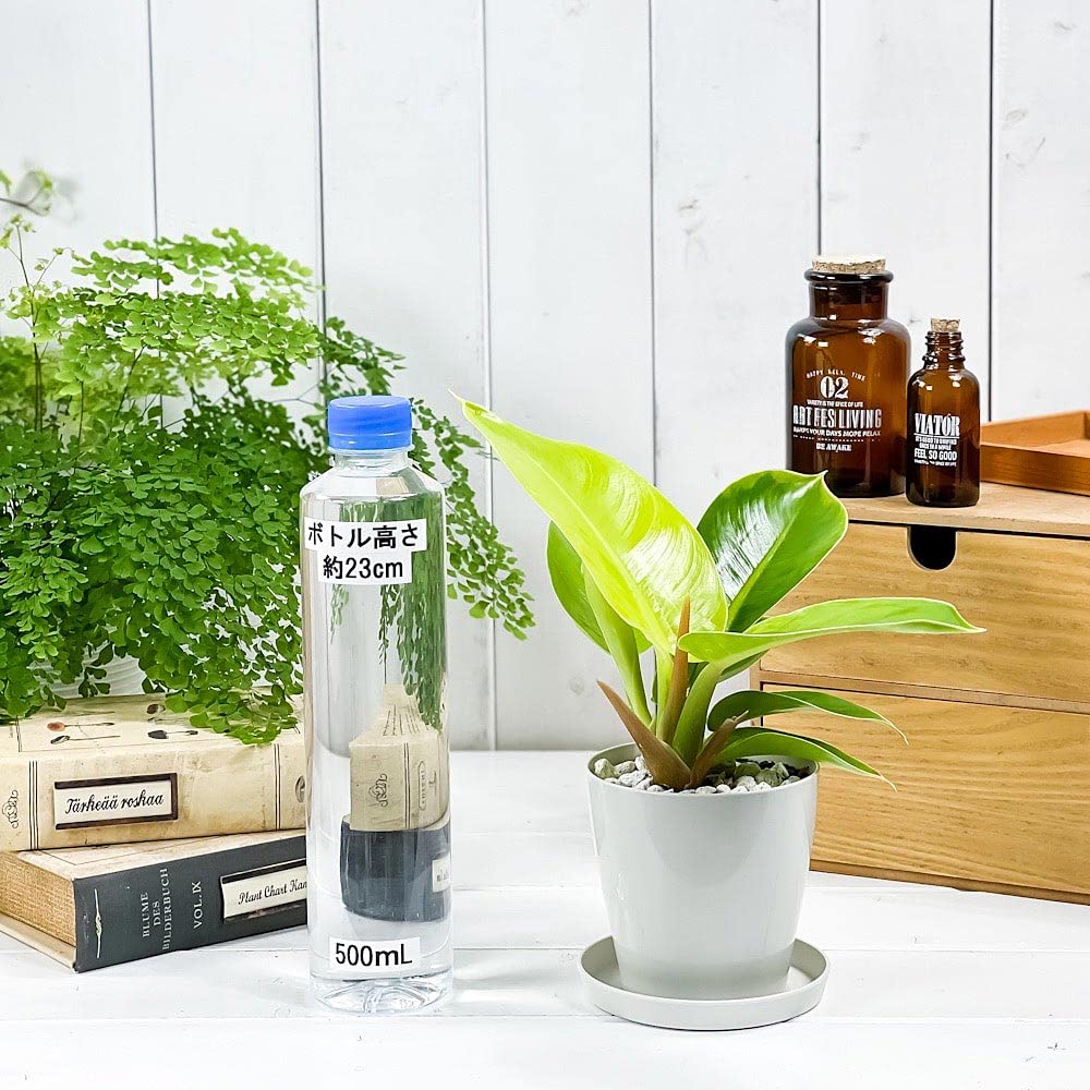 Amazon.co.jp: PLANCHU 観葉植物 フィロデンドロン インペリアル