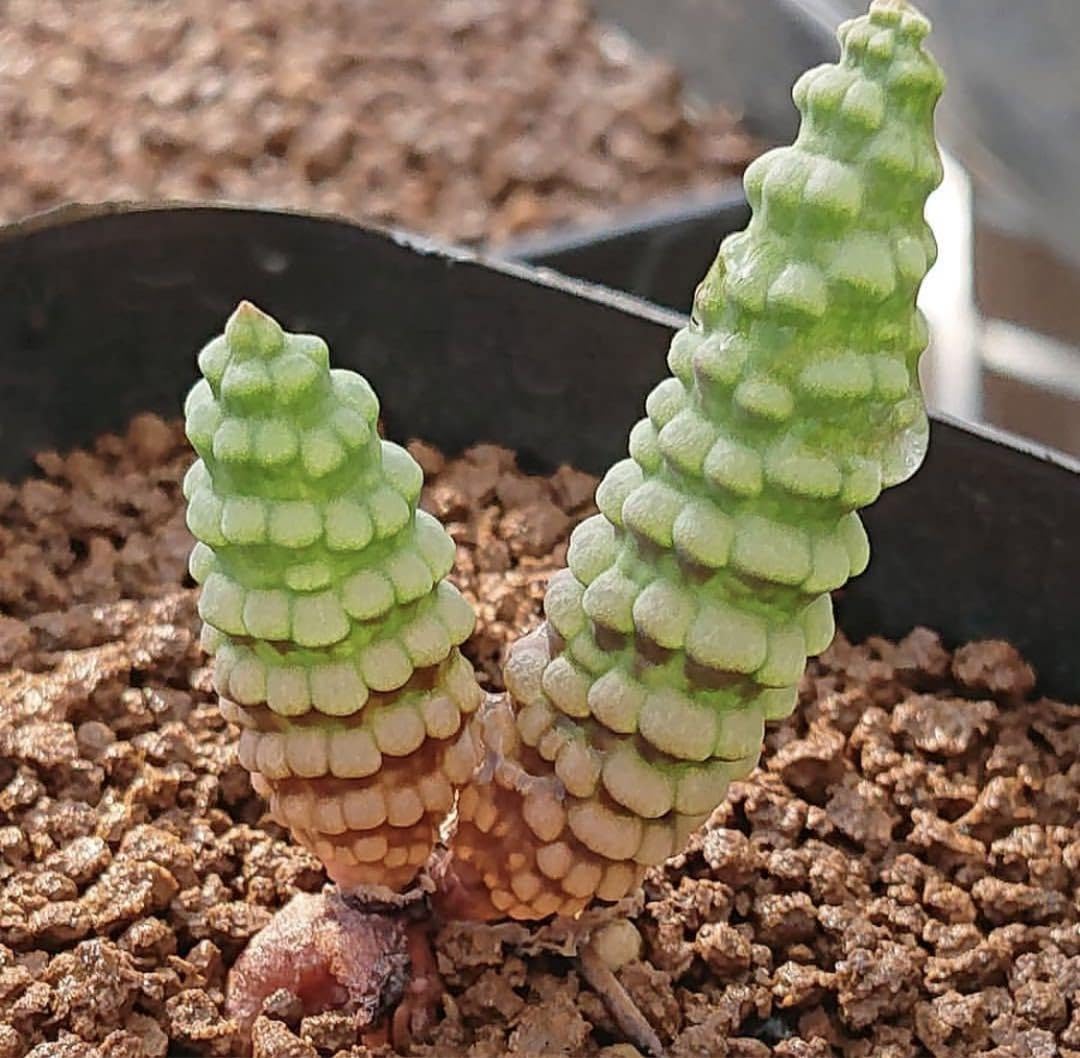 多肉植物 Bulbine bruynsii ブルビネ ブルインシー つくし玉 土筆玉
