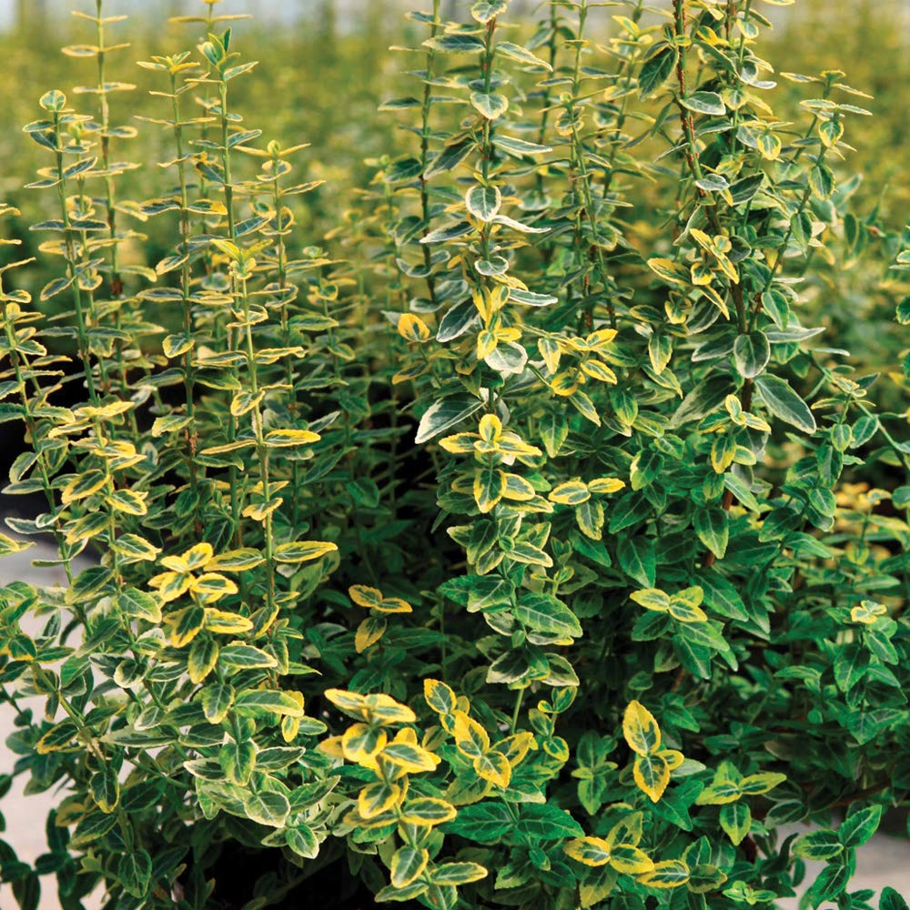 Buy Potted Hardy Evergreen Standard Shrub Euonymus, Spreading Ground