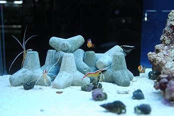 テトラポットMサイズ100個 Amazon | テトラ工房【テノリテトラ水槽用Mサイズ】コンクリート