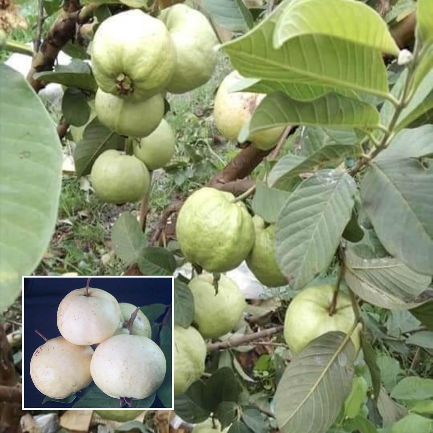 HAPING Seedless White Diamond Guava Amrood Layering/Grafted Fruit Live Plant (1.5-3 Feet Height) (B0D5VSWCGV) Amazon Price History, Amazon Price Tracker