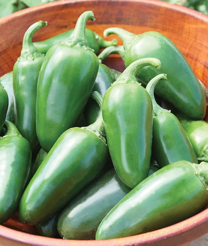 Burpee Jalapeno Early Organic Hot Pepper Seeds 125 NonGMO Jalapeno Pepper Garden