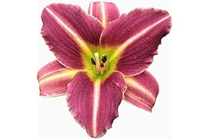 Easy to Grow Daylily 'Mary Reed' Plant Divisions - Magenta Purple Flowering...