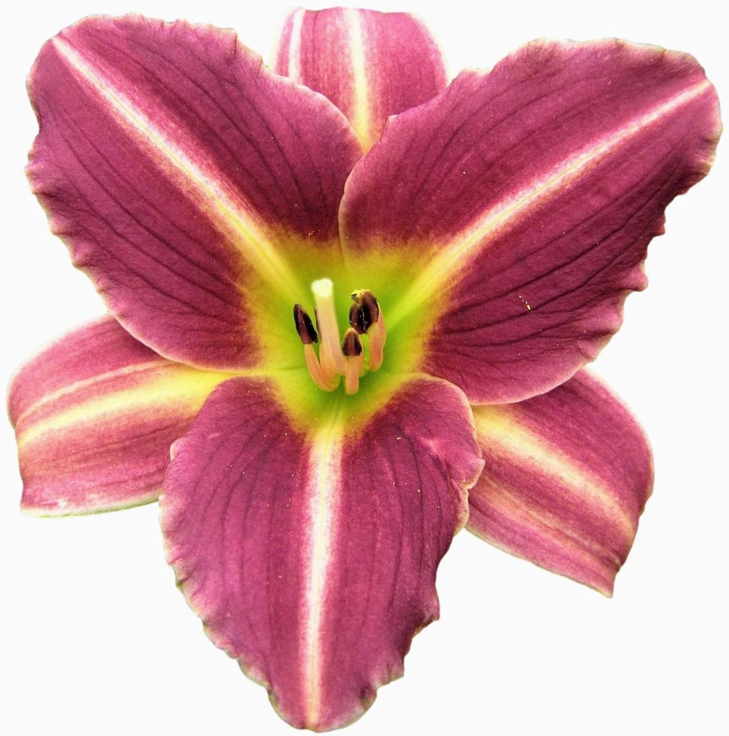 Easy to Grow Daylily Mary Reed 3 Divisions - Magenta Purple Pink Flowers Blooms in Summer Full Sun, Plant in Spring