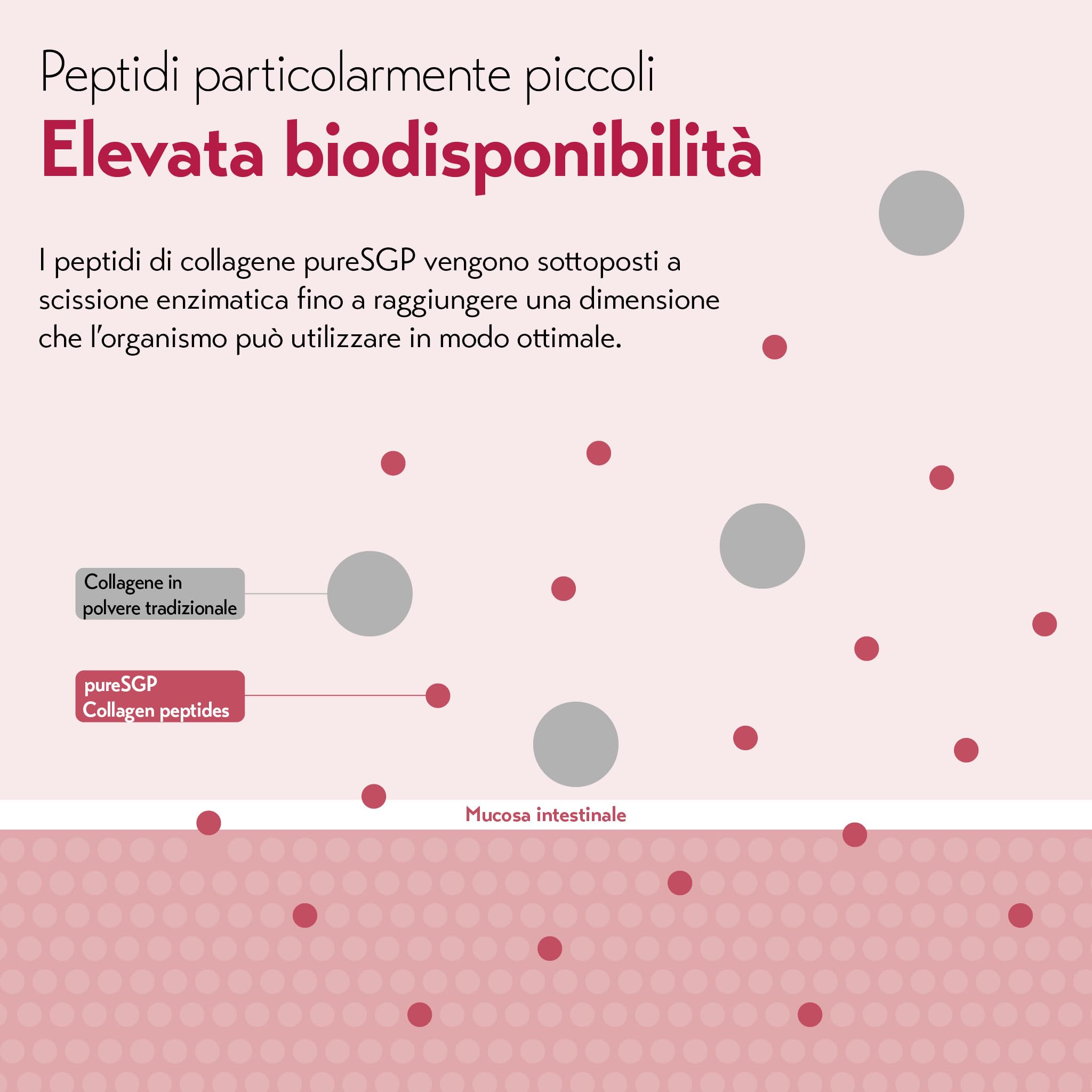 pureSGP® Collagen [300g]: Collagene puro di qualità farmaceutica – Peptidi bioattivi premium da collagene idrolizzato di alta qualità. Con vitamina C e biotina – Gusto neutro – Ottima solubilità
