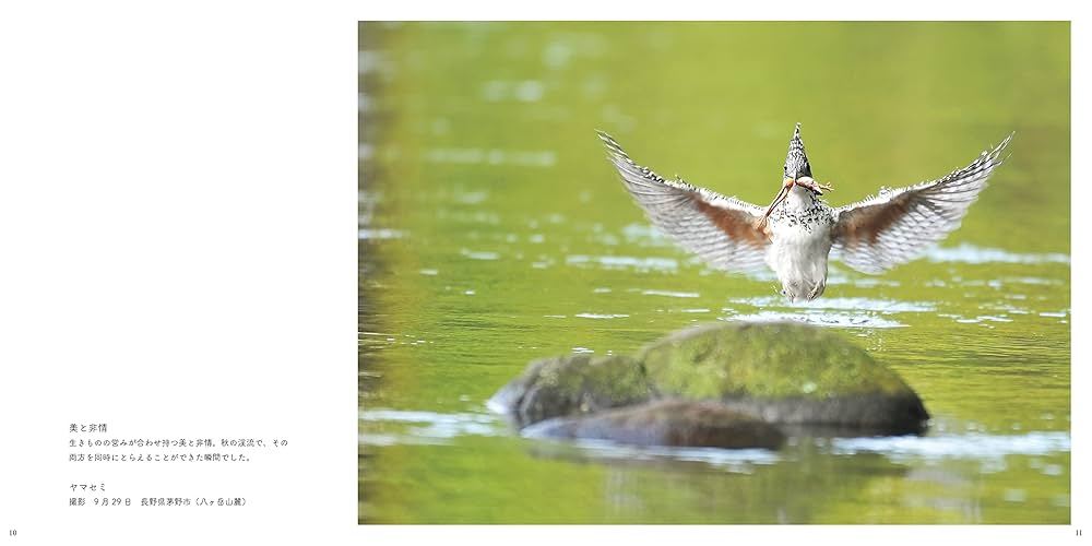 Here I am. ここにいます。伊藤隆 野鳥写真集 | 伊藤 隆, 伊藤