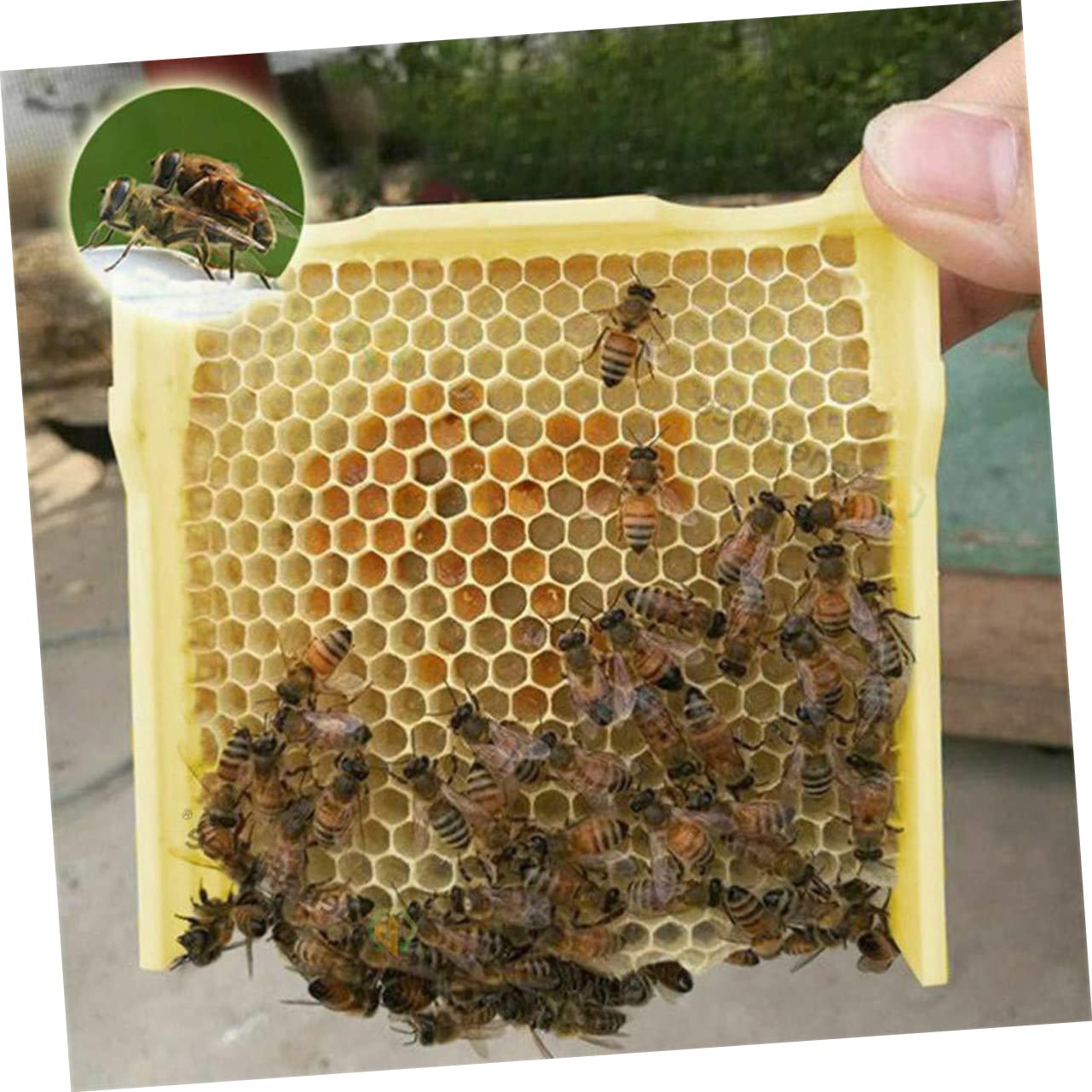 Hemobllo Bee Mating Box Per Apicoltura Strumento Pratico Per Allevamento Accessorio Per Beekeeping Flessibile e Facile Da Usare