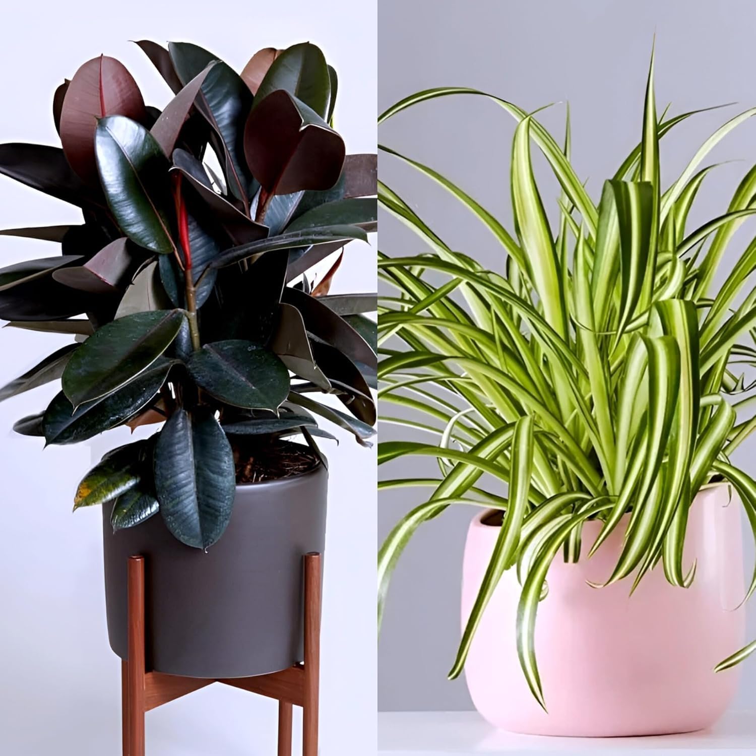 Rubber with Spider Live Plant Combo | Indoor Decorative Plants for Home Office and Table Decor | Pack of 2 | Home Gardening-picture-13