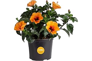 Costa Farms Premium Hibiscus Tropical Outdoor Flowering Plants